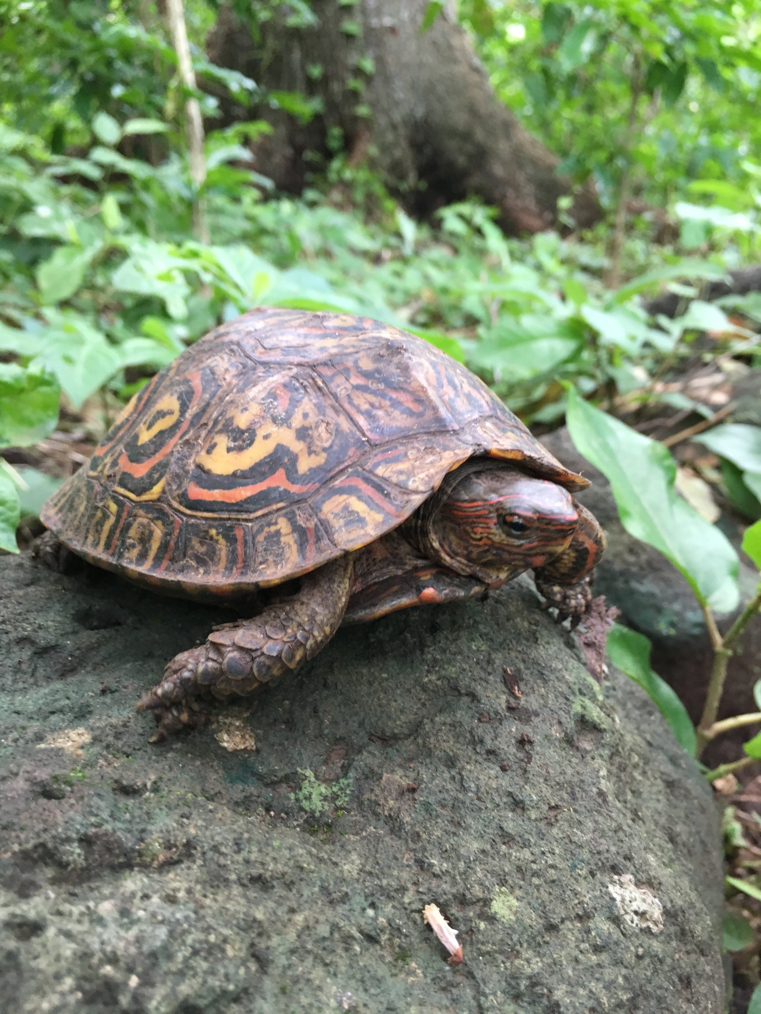  Turtle on the trail 