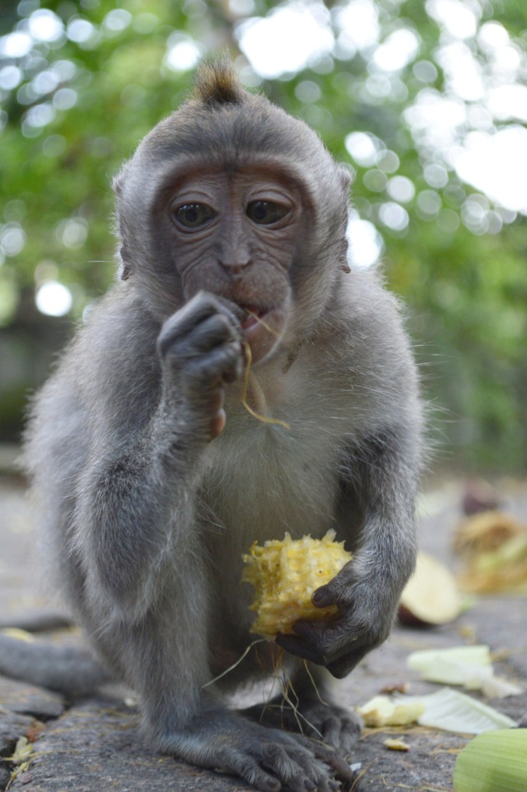Baby monkey in Ubud Monkey Forest