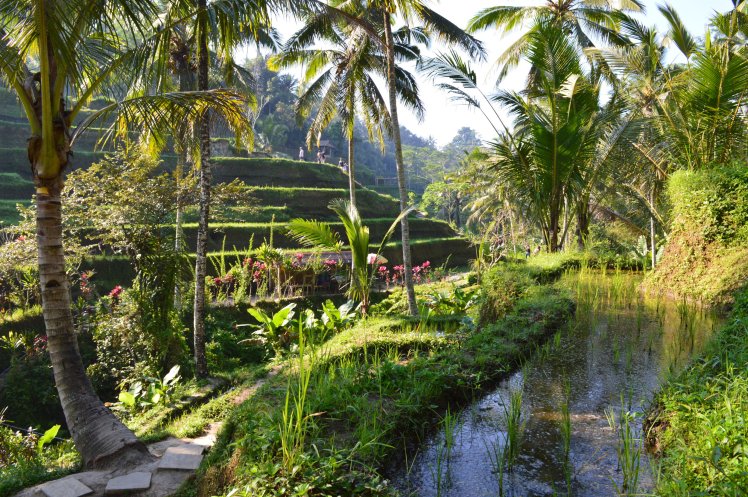 Tegalalang Rice Terrace