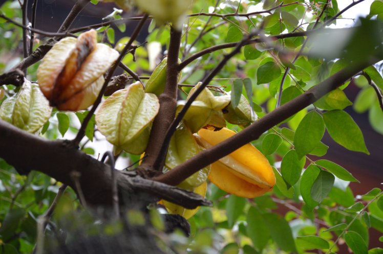 Starfruit