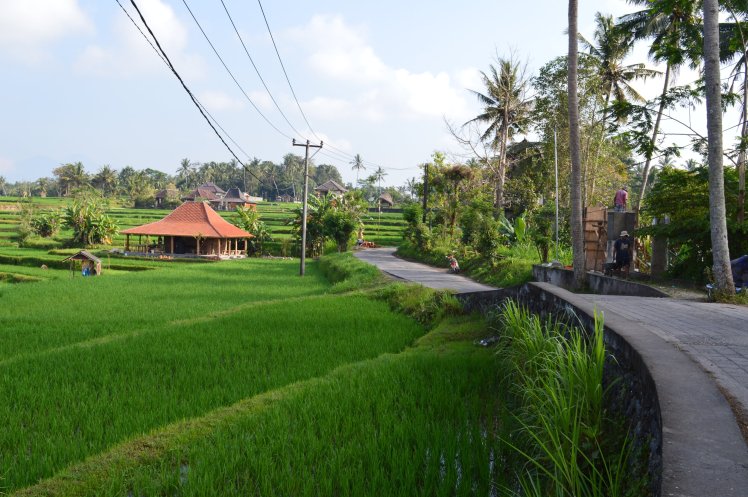 Rice paddies