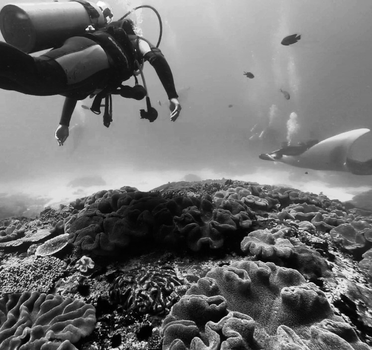  The manta ray was huge!! 