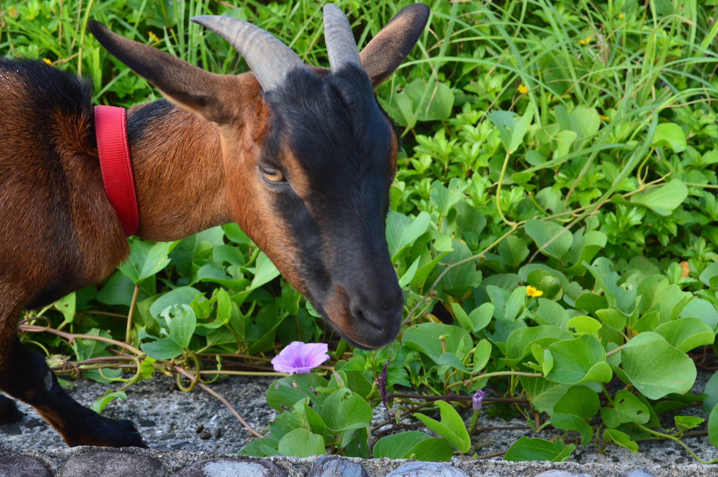  Some people have pet goats 