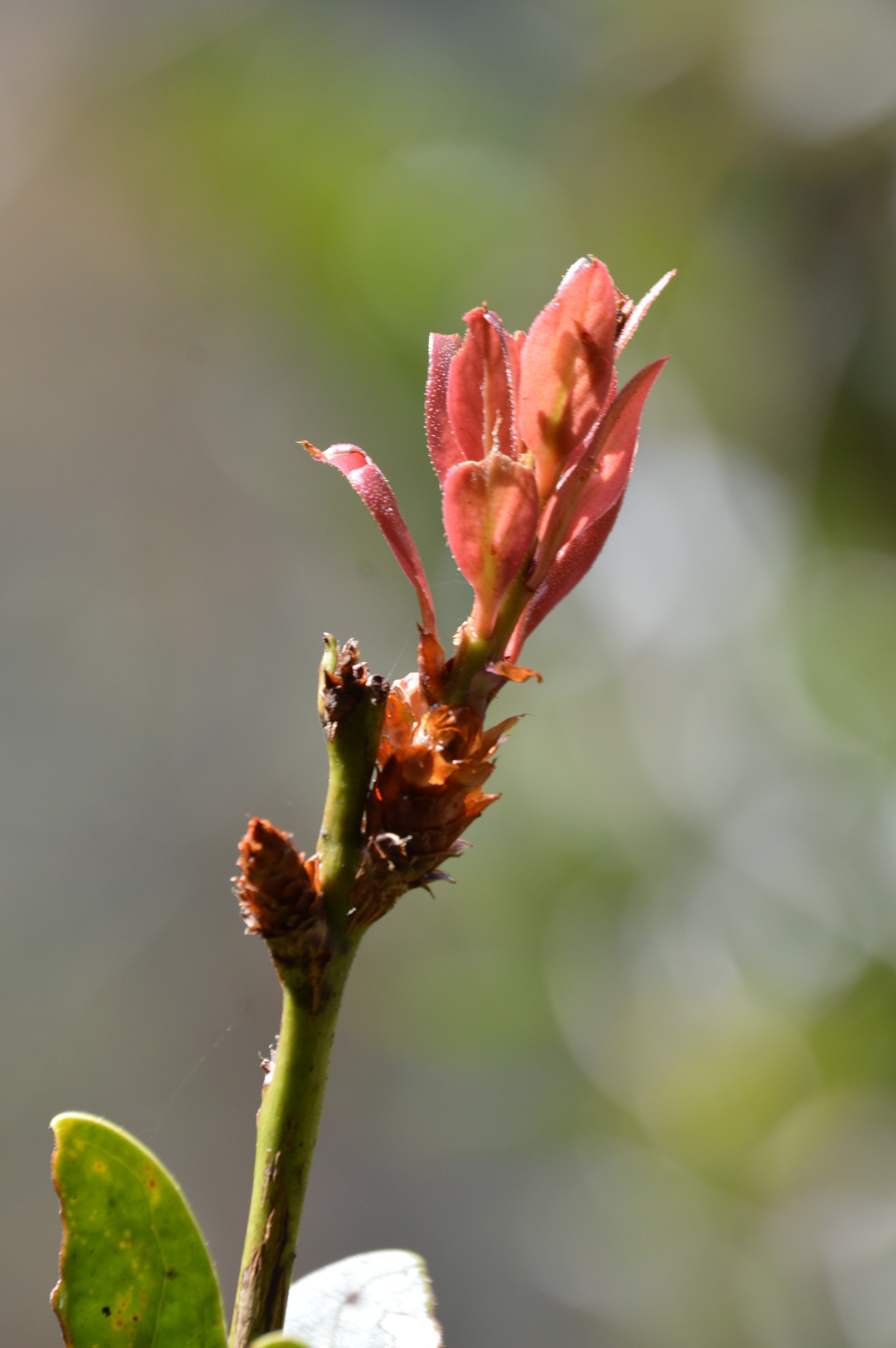  Pretty plants along the path 