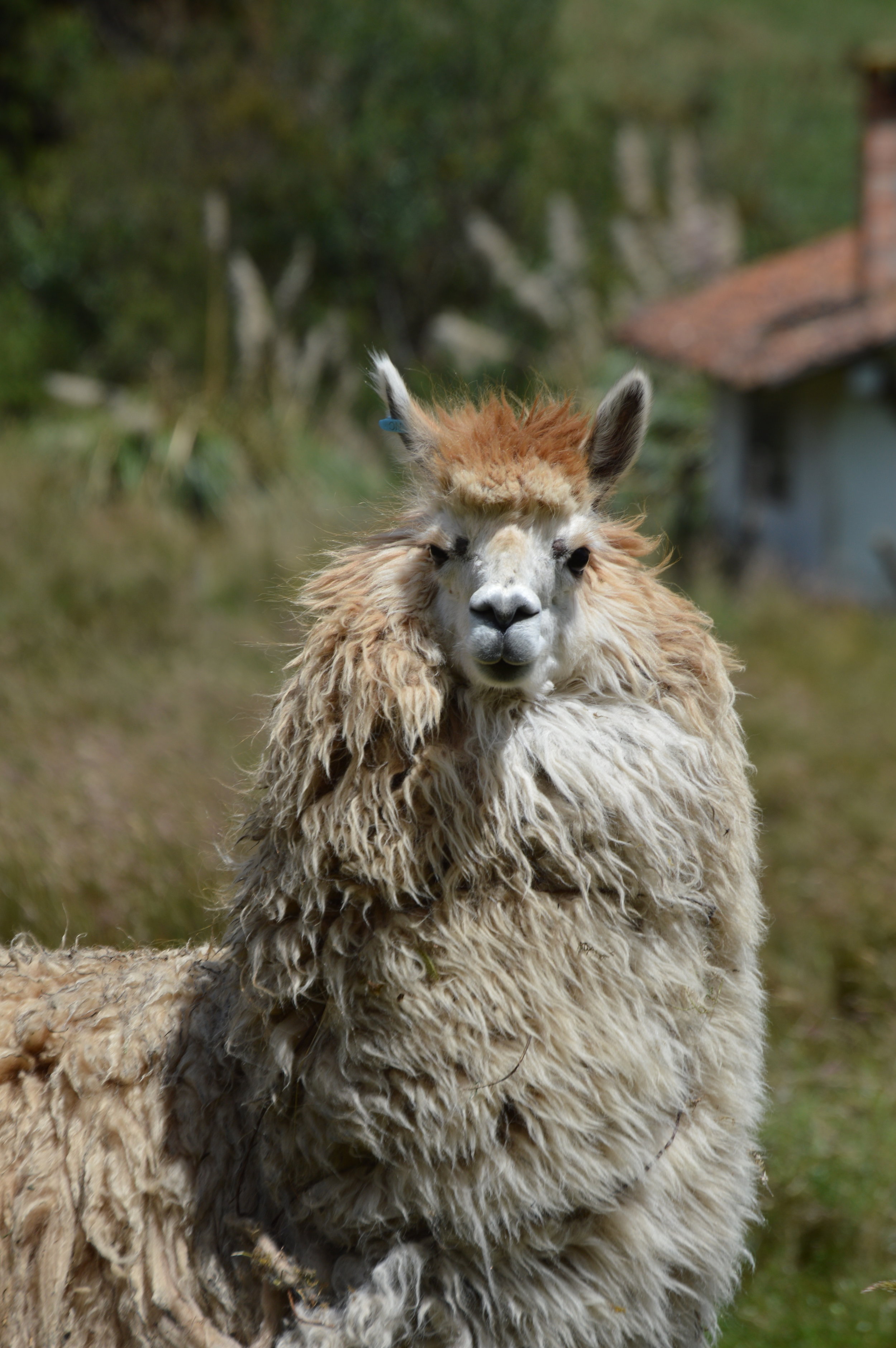  The fluffiest llama! 