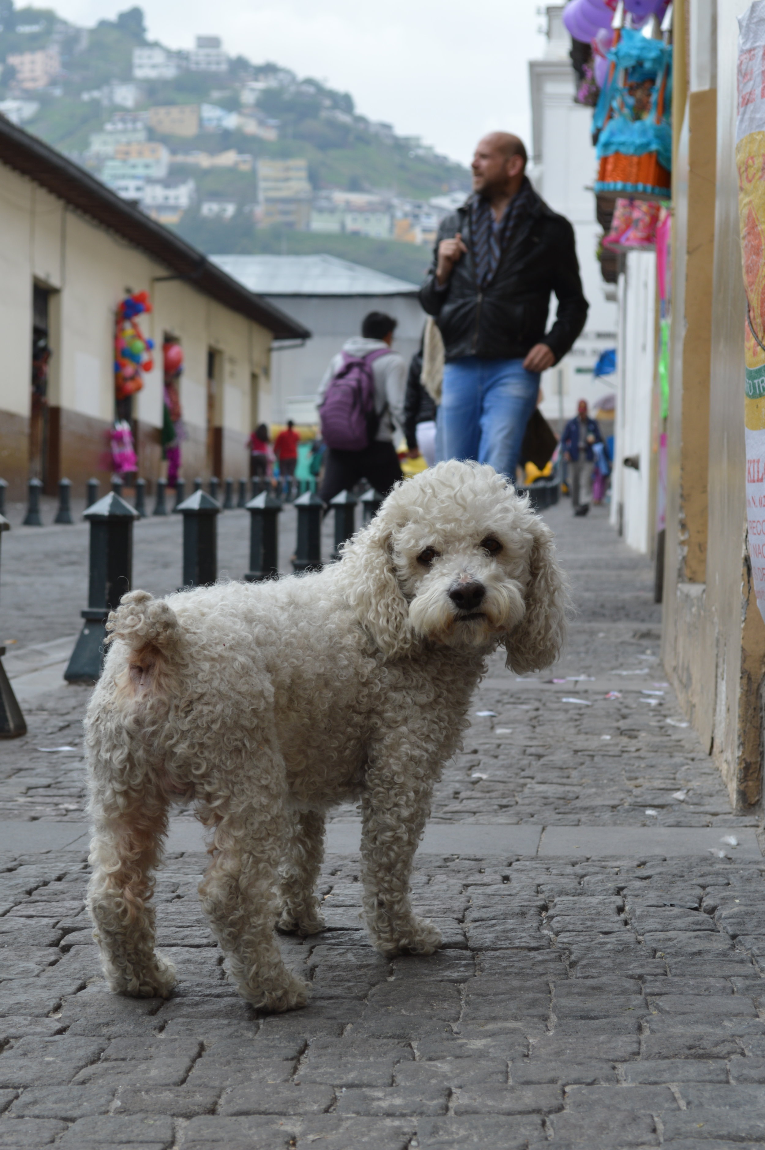  One of the many stray dogs in the city 