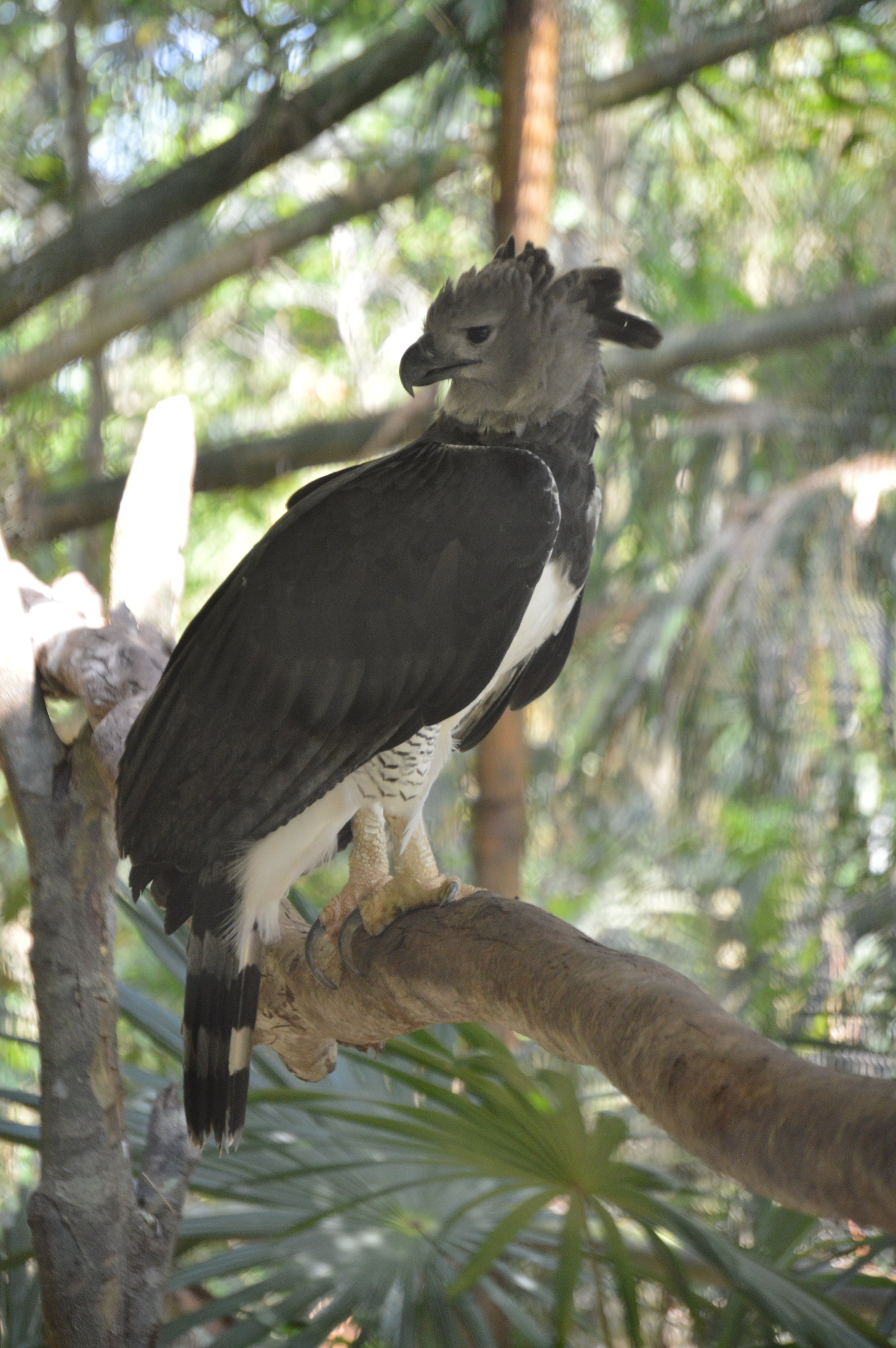  Harpy Eagle 