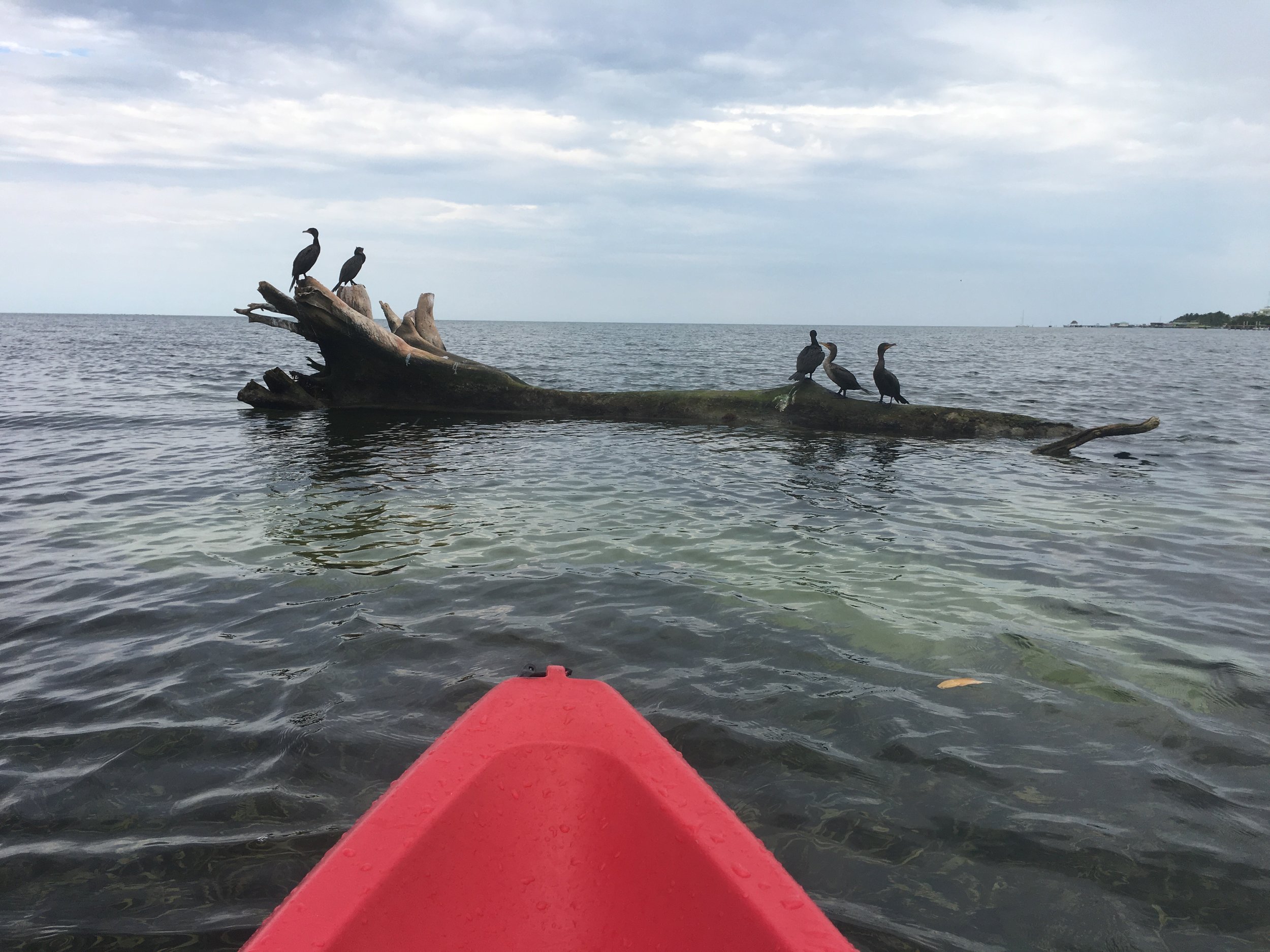 Kayaked around the island 