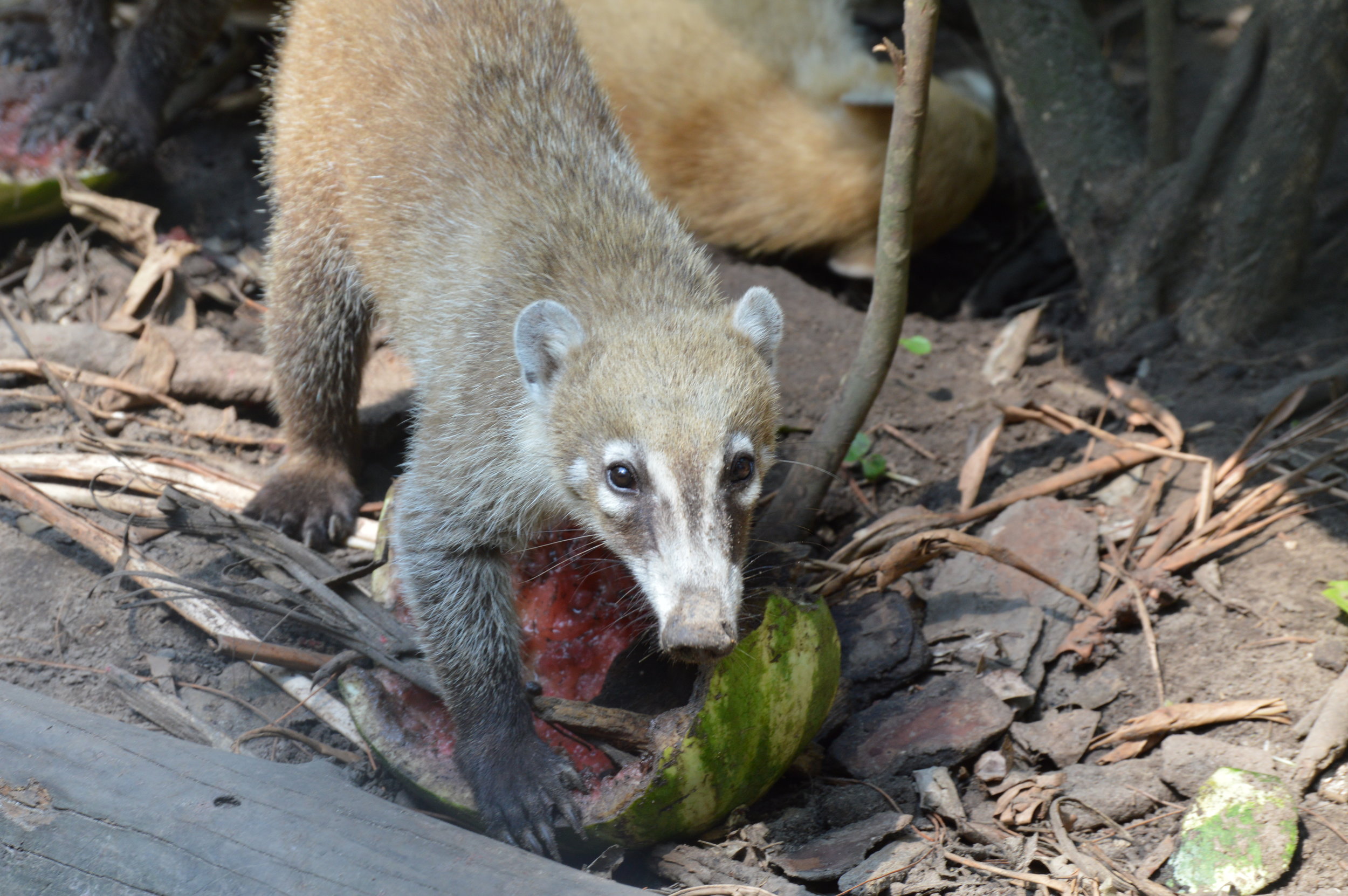  Coati - a member of the raccoon family 