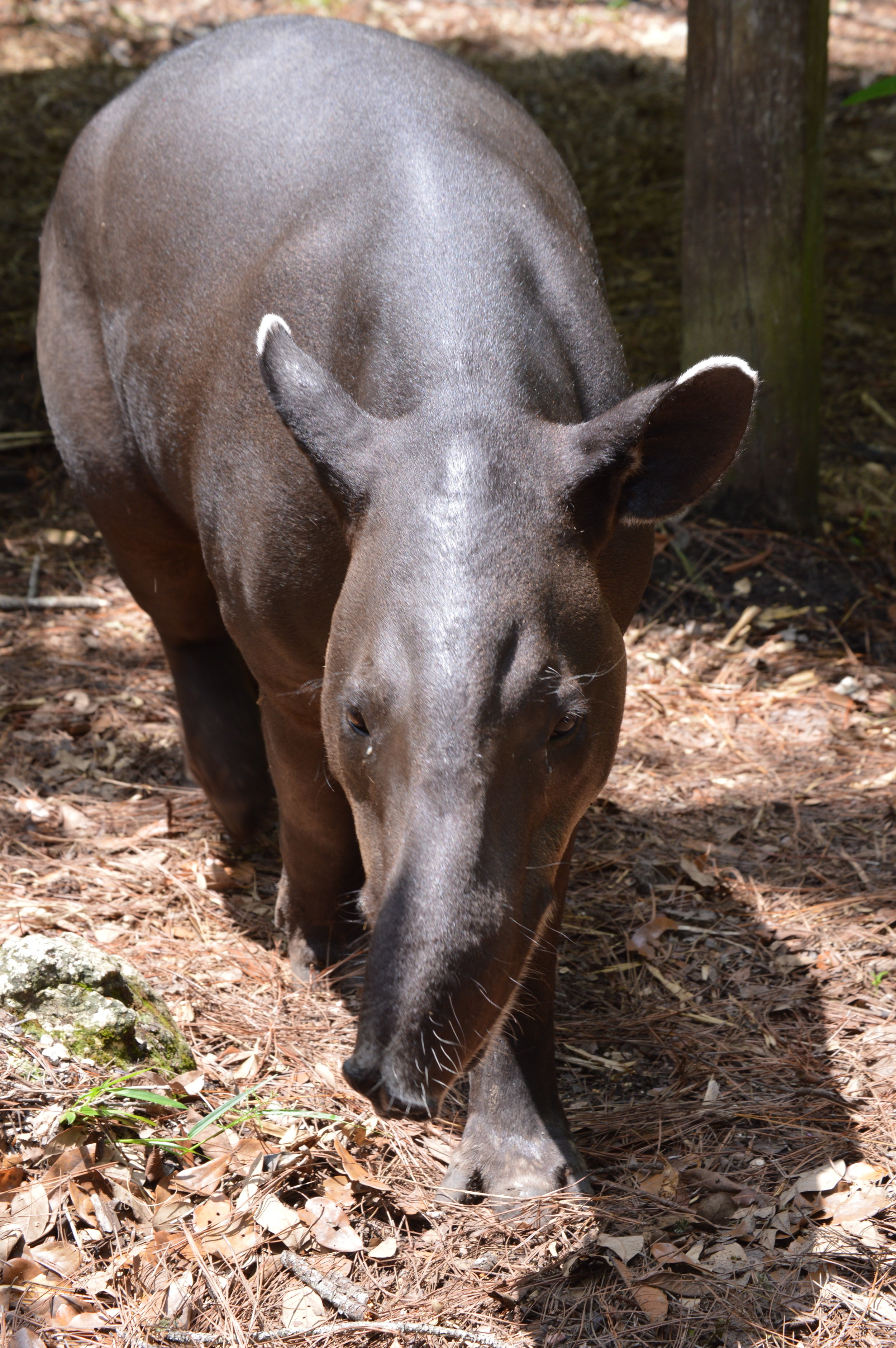  Tapir 