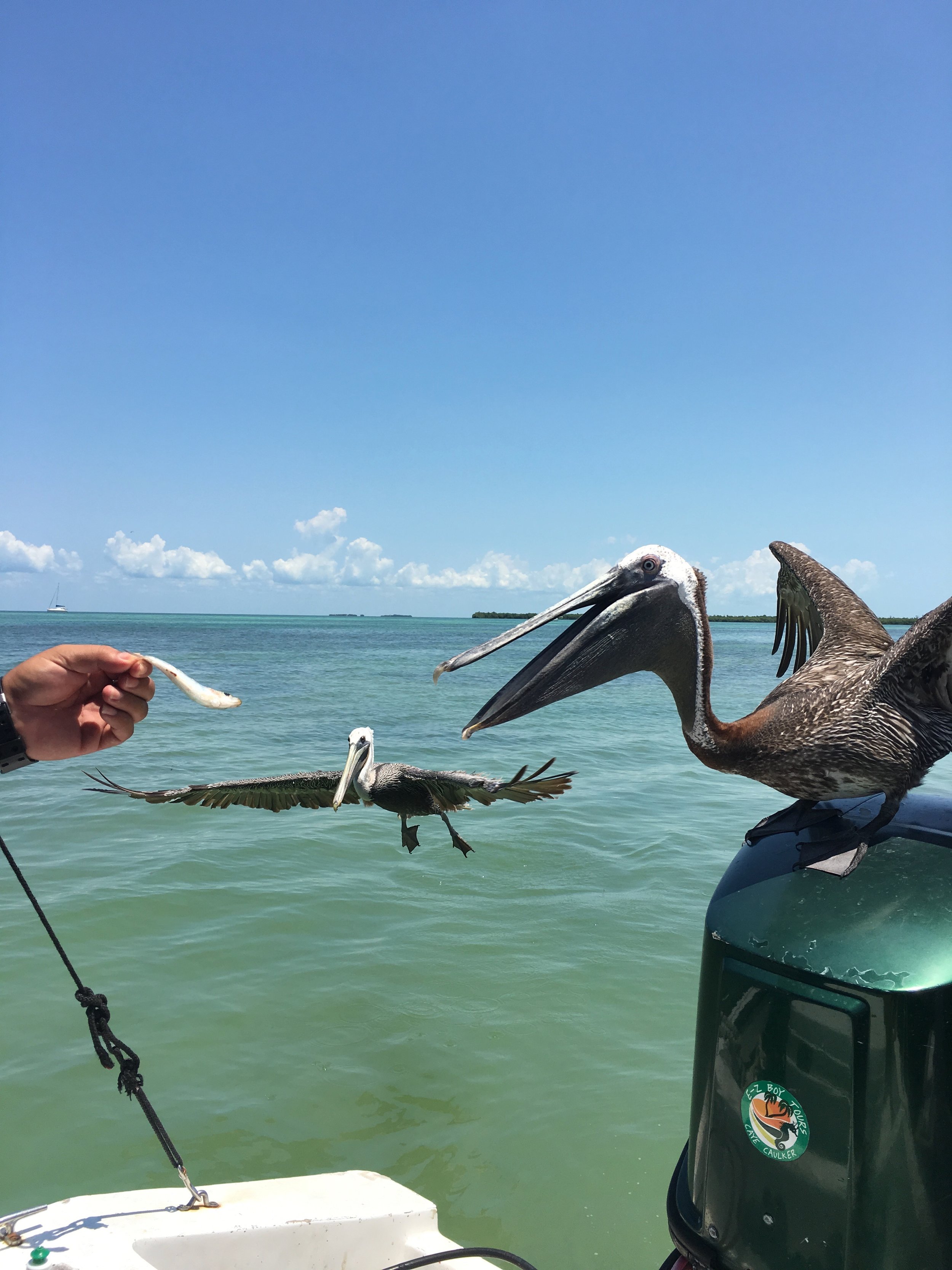  Feeding the pelicans 