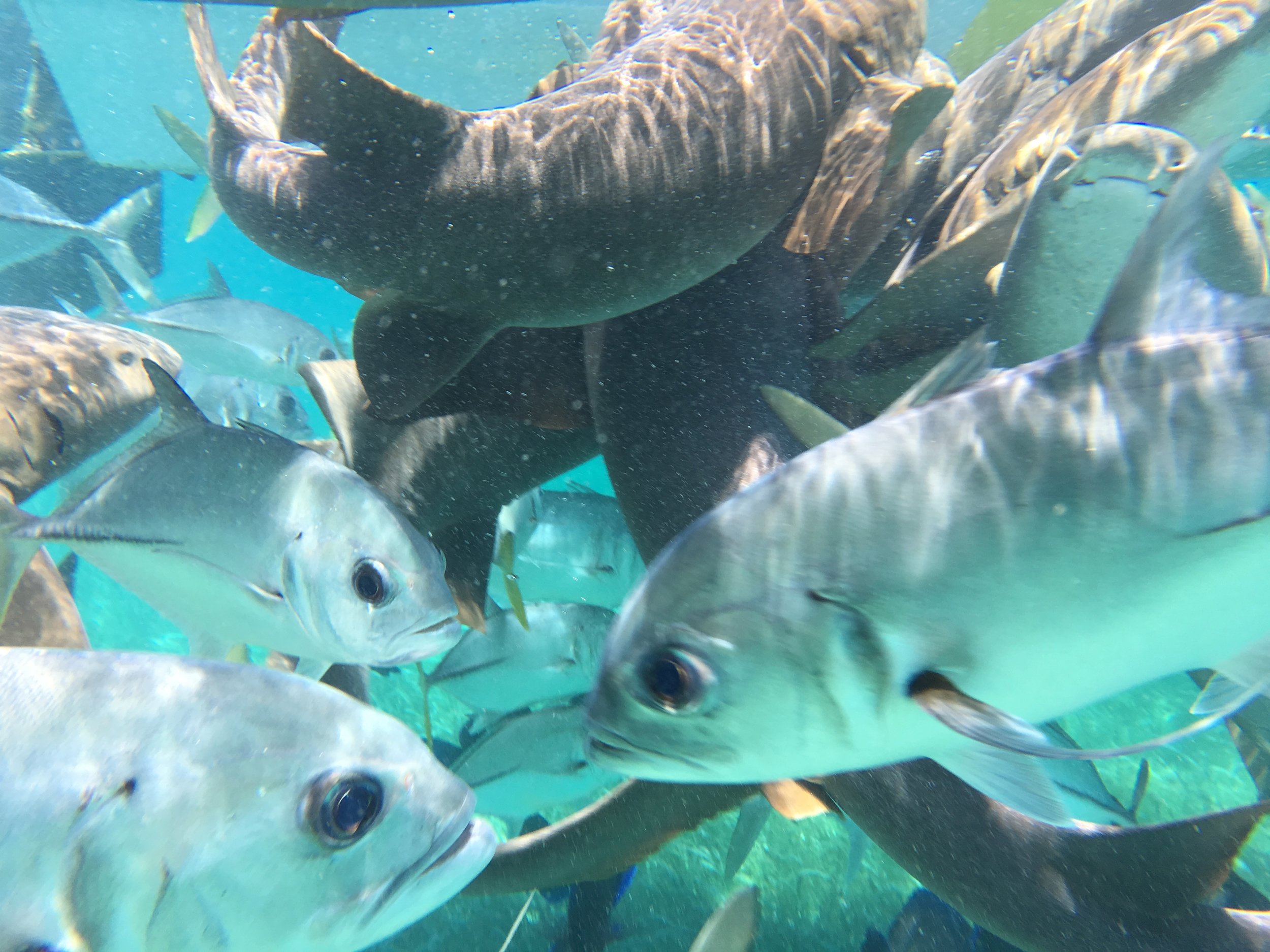  So many sharks and fish...it was a scramble! 