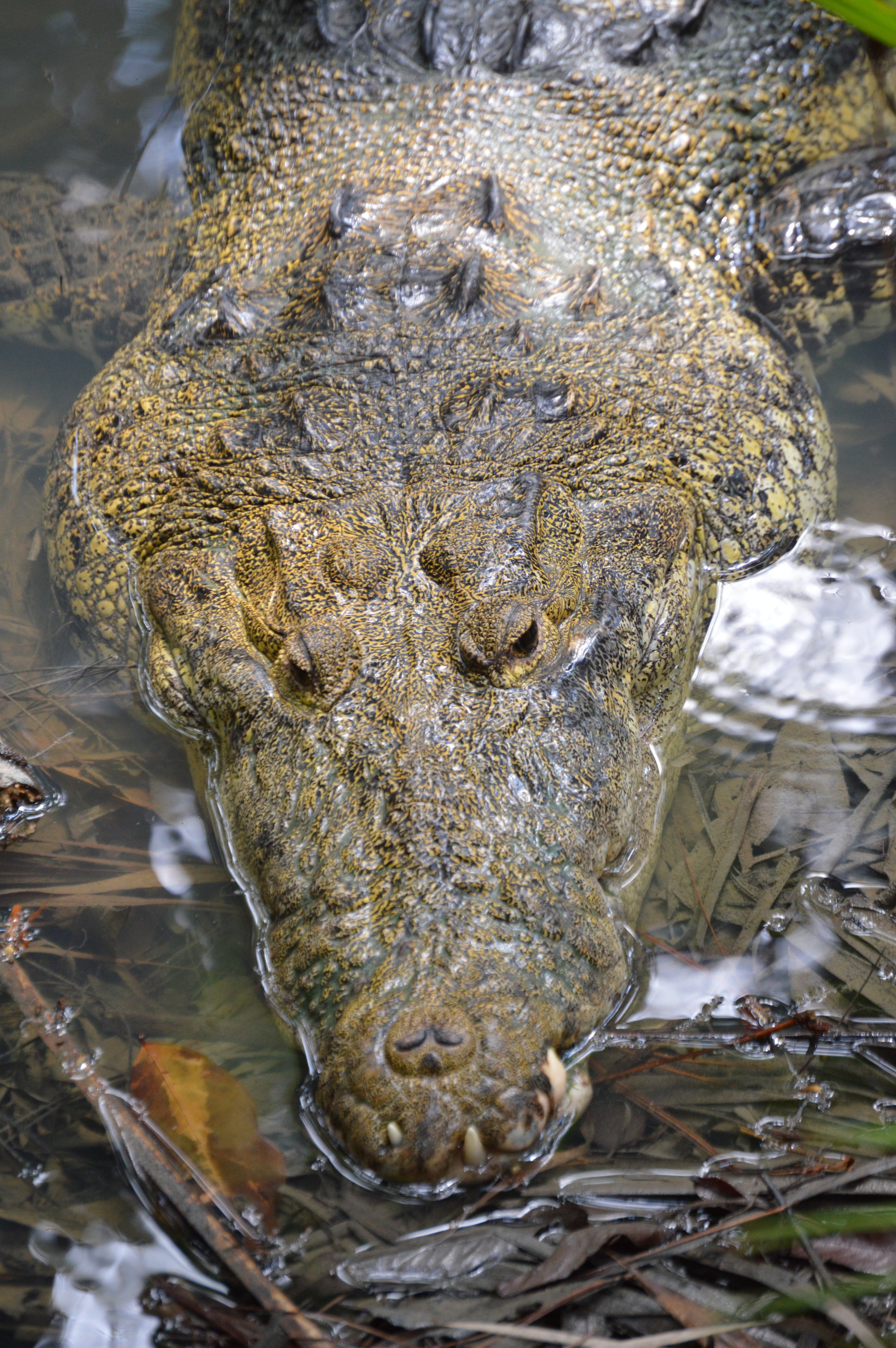  The careful crocodile hidden just below the surface 