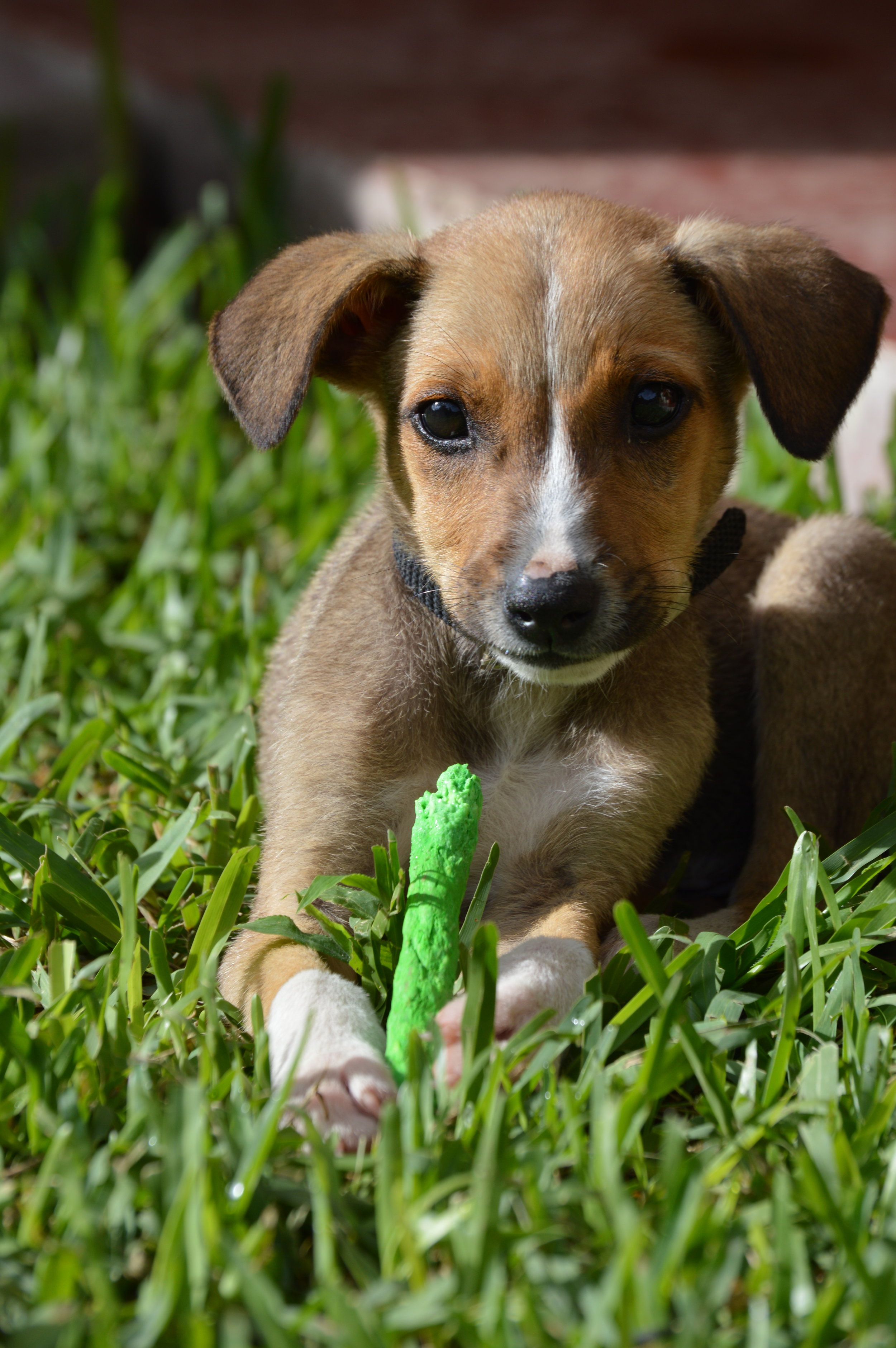 Hi. My name is Lucky.