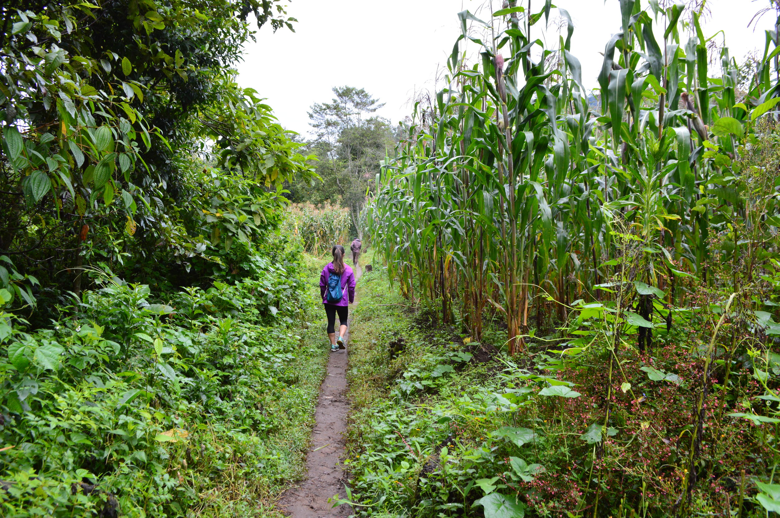Walking past many corn fields