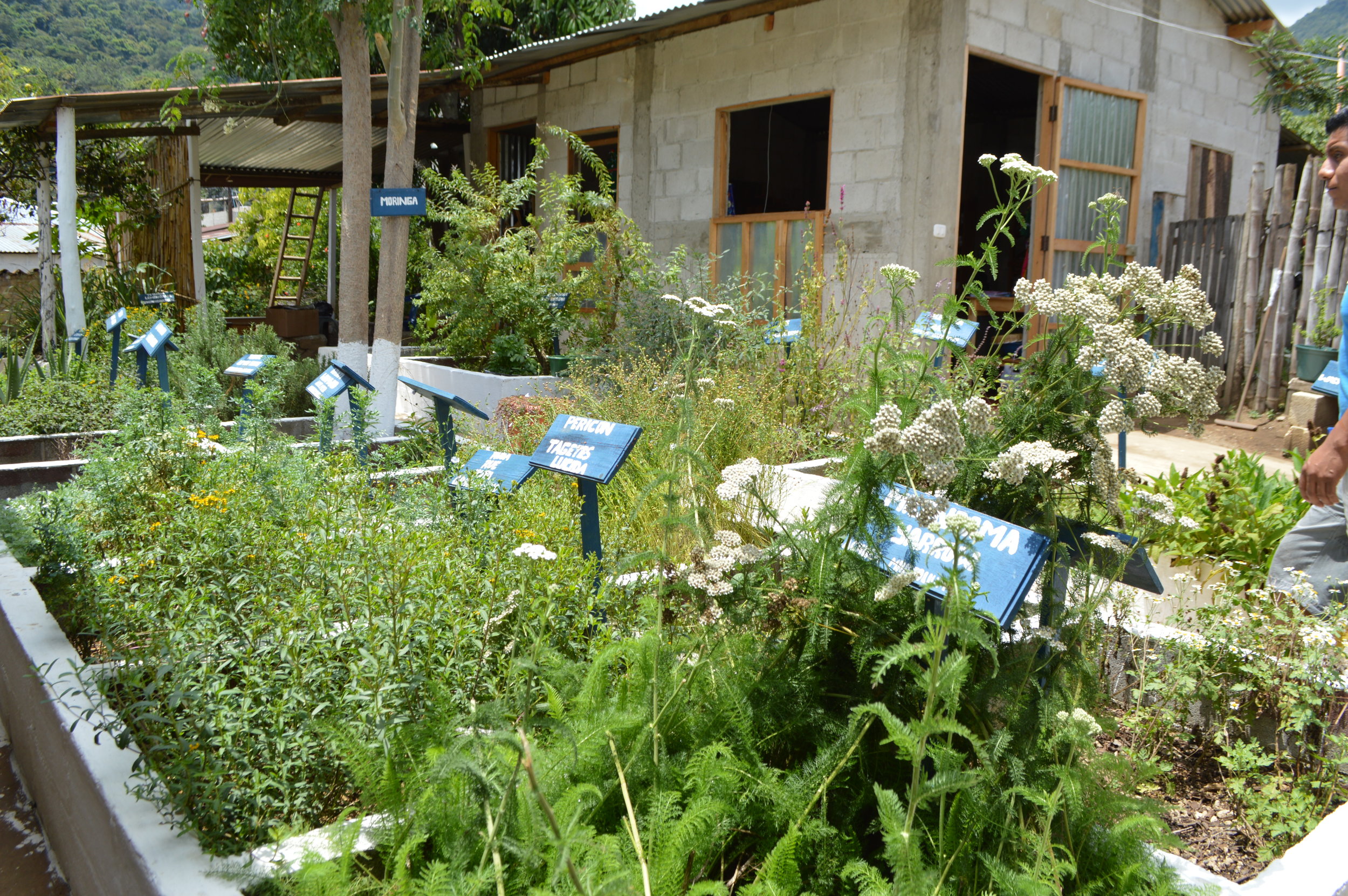 An assortment of medicinal plants and herbs!