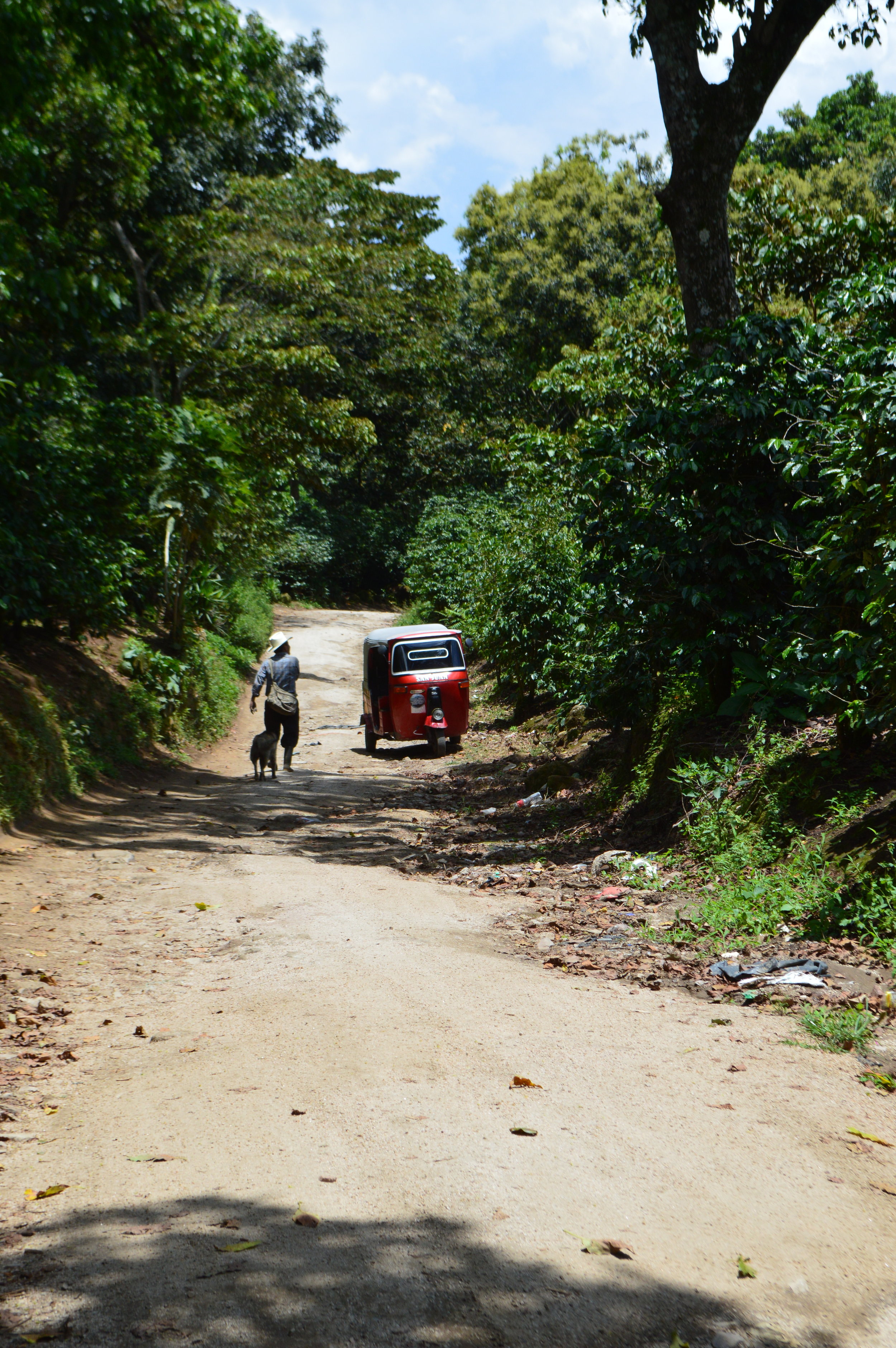 Our driver just pulled to the side of the road and parked next to the plantation.