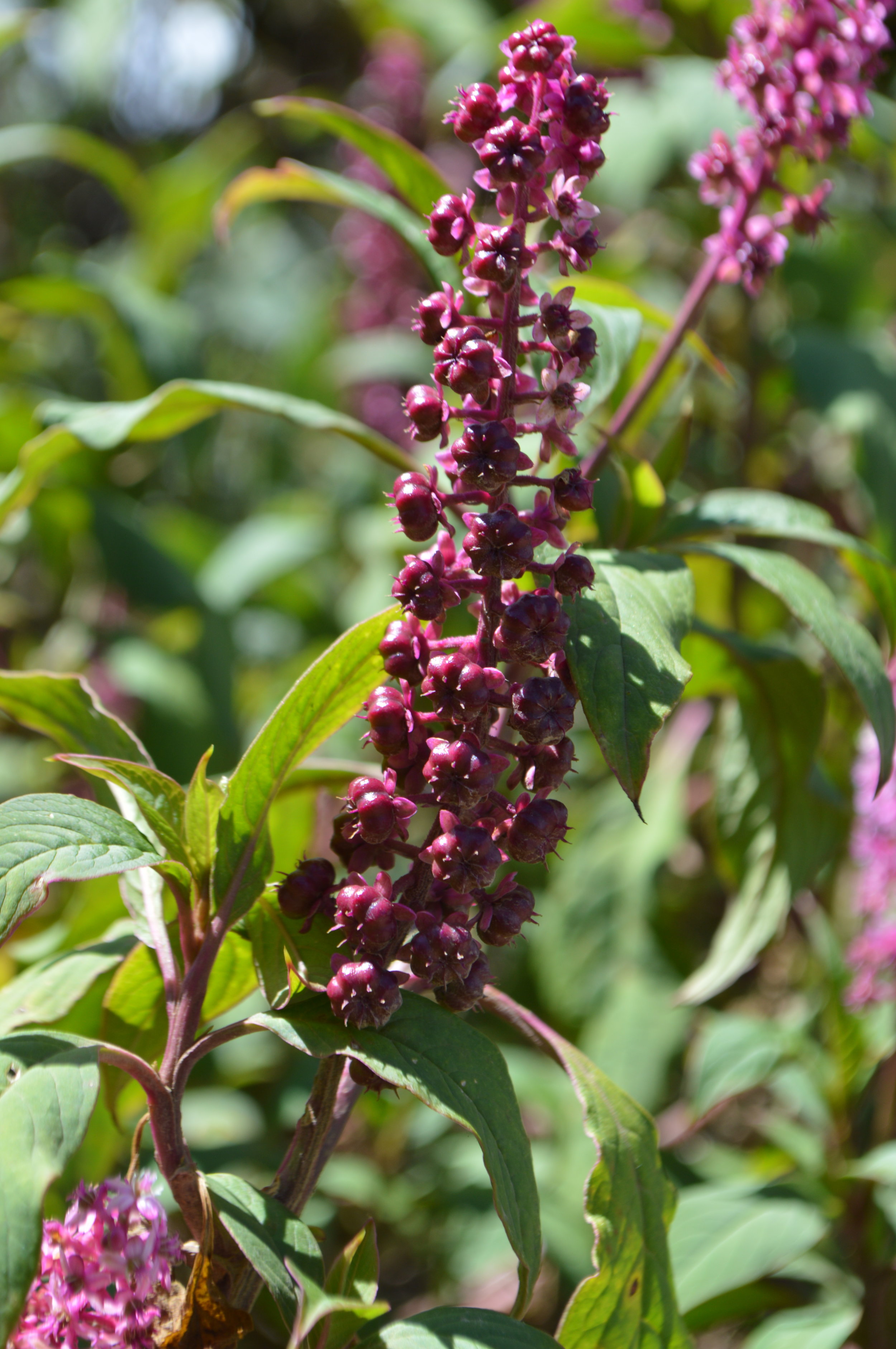 This plant is used to make soap!