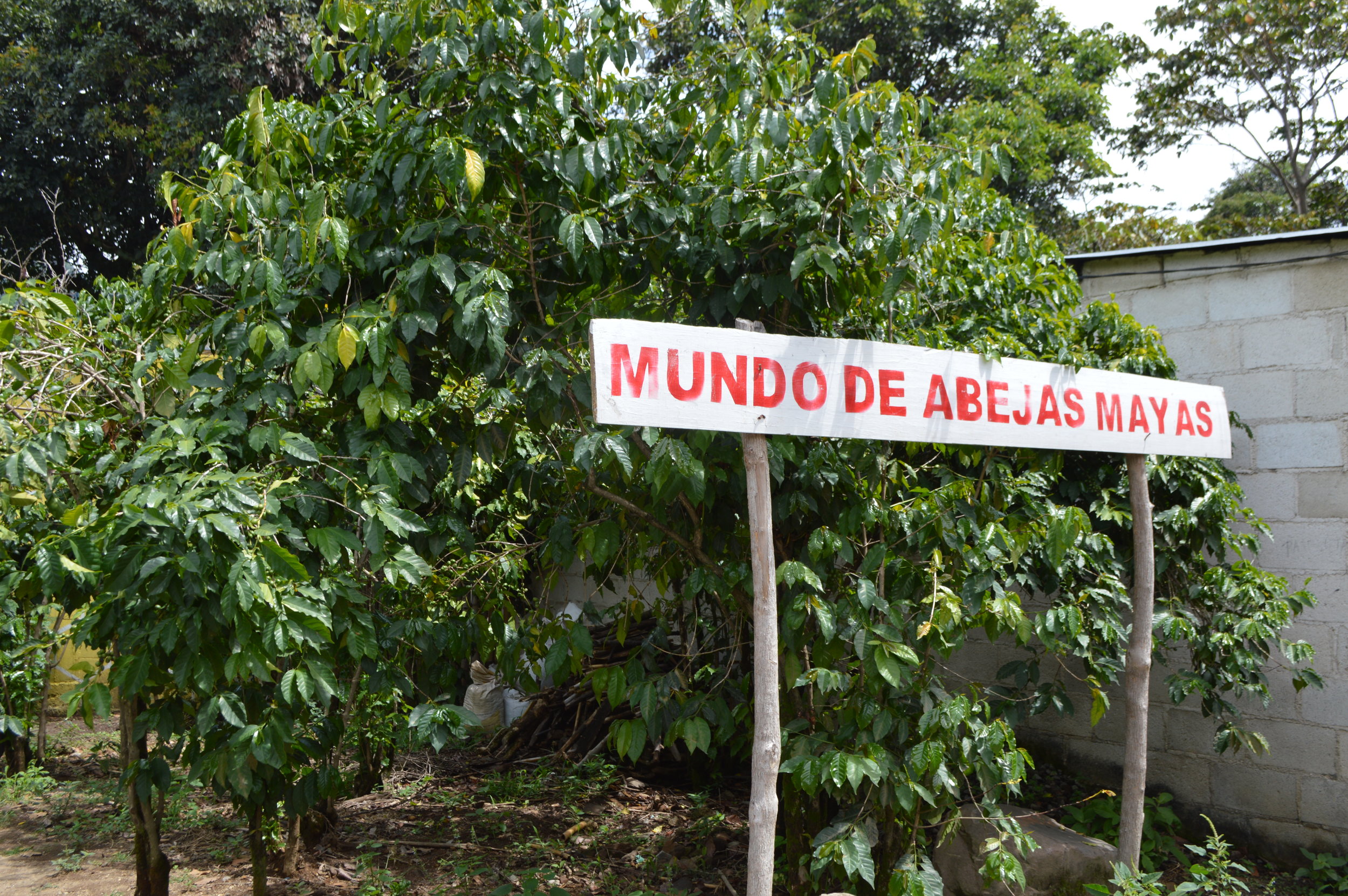 Next stop, the bees!