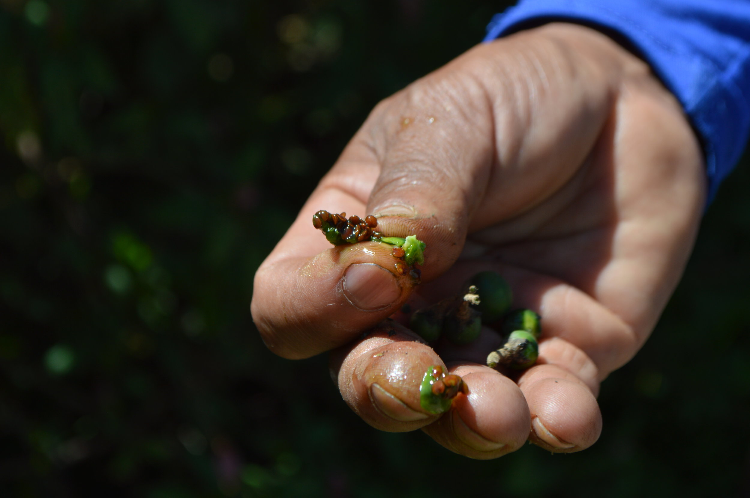 The inside of the plant