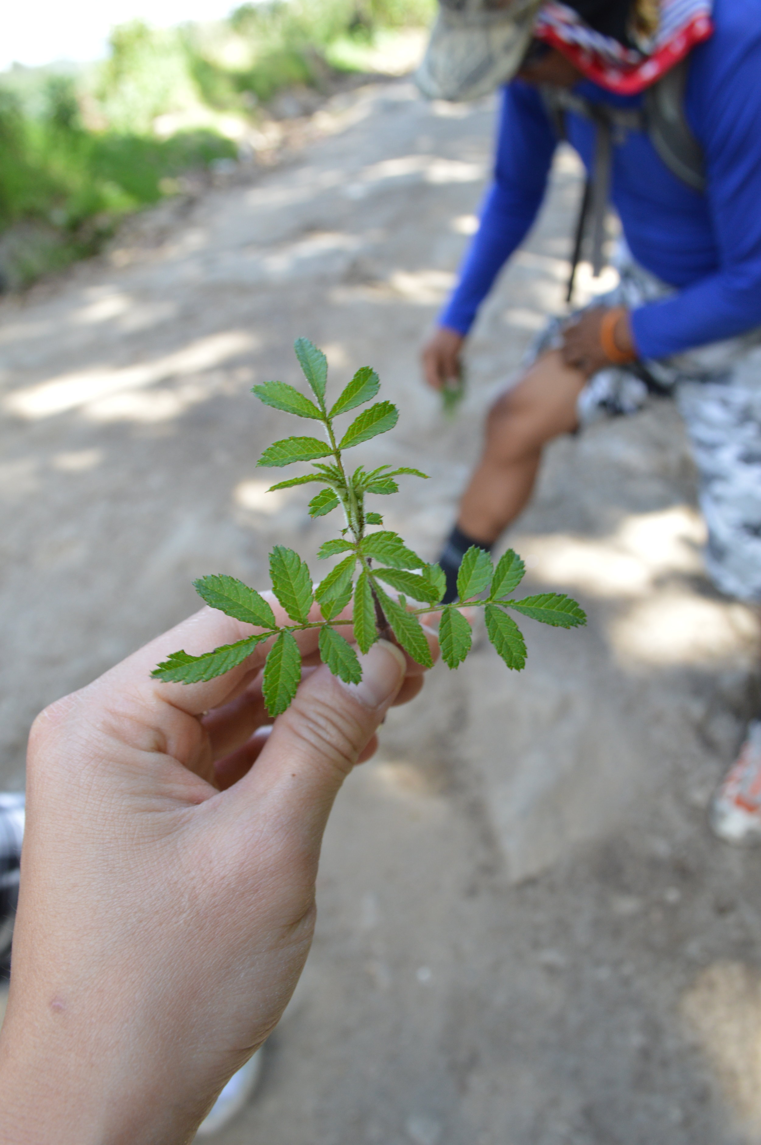 Carlos showing us how this plant can be used for muscle aches