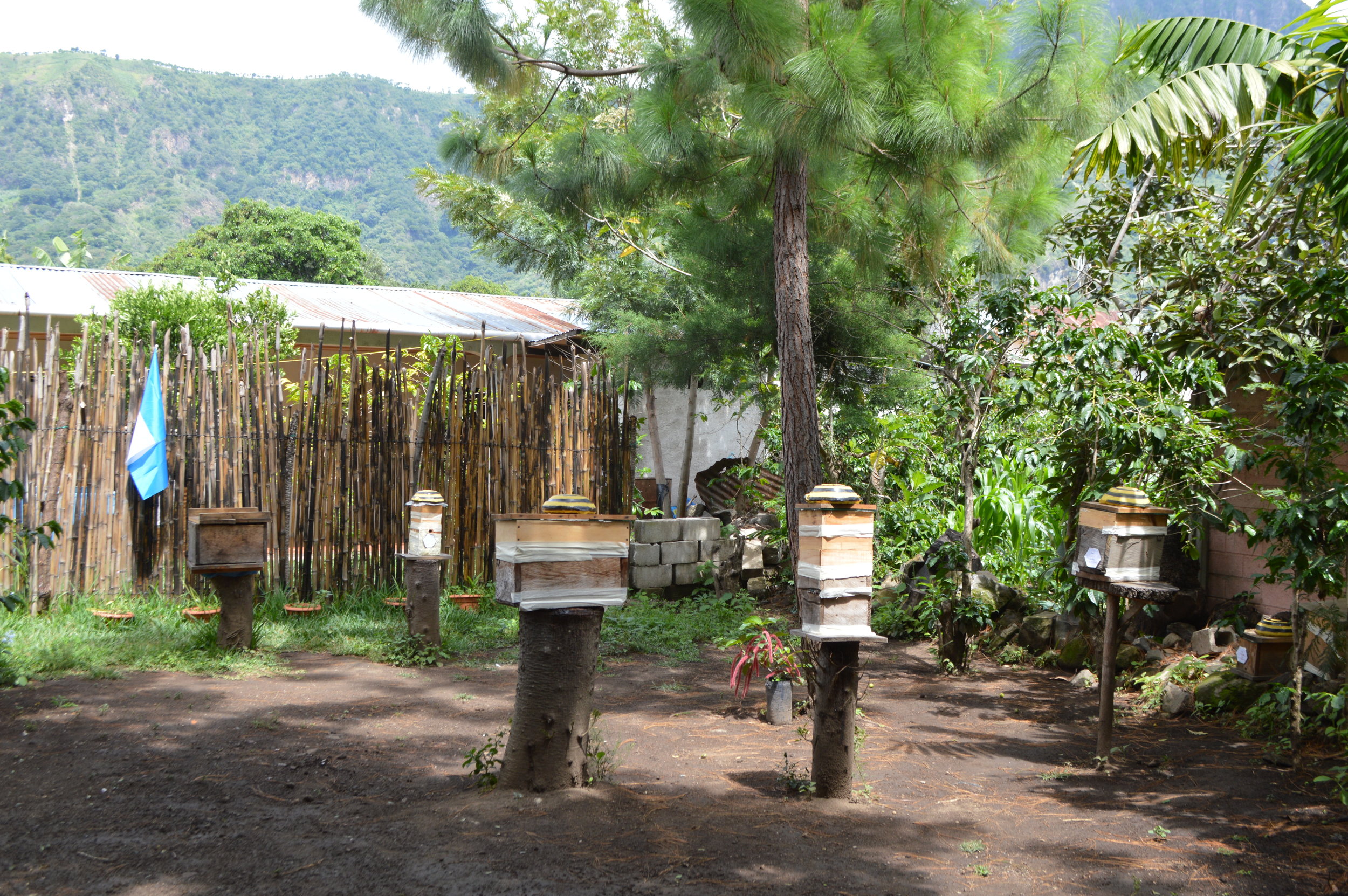 The apiary