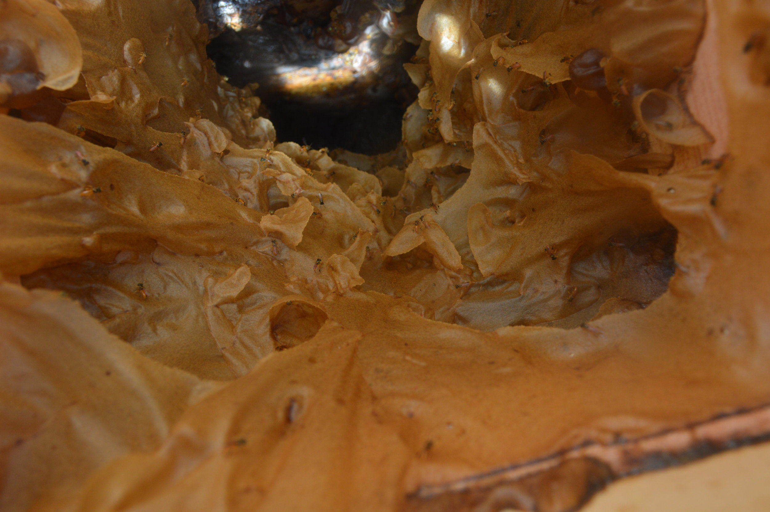 Can you spot the itty bitty bees? Yes, those little specks are bees! They don’t have stingers! And they only produce about a quart of honey per year! (gasp)