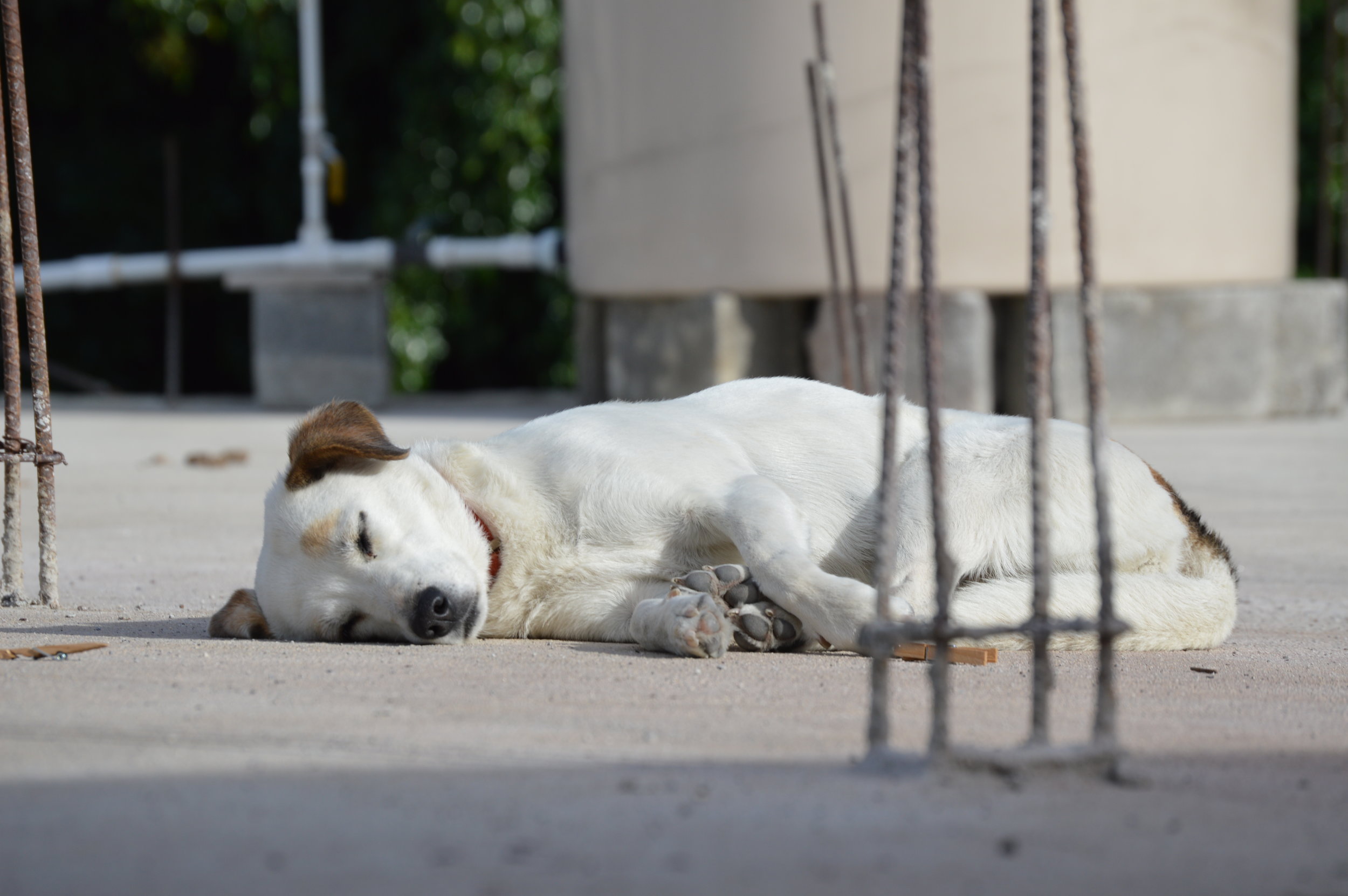 The stray dogs love to nap!