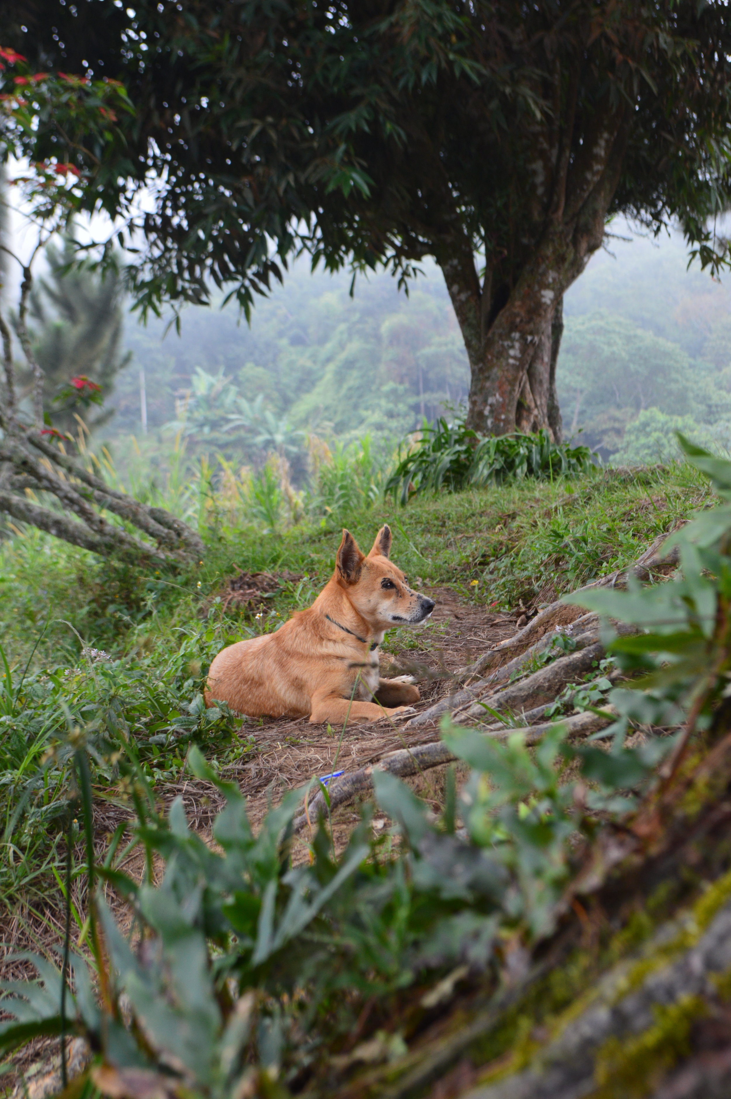  This dog from one of the fincas followed us for several miles and would stop when we stopped to take a break. 