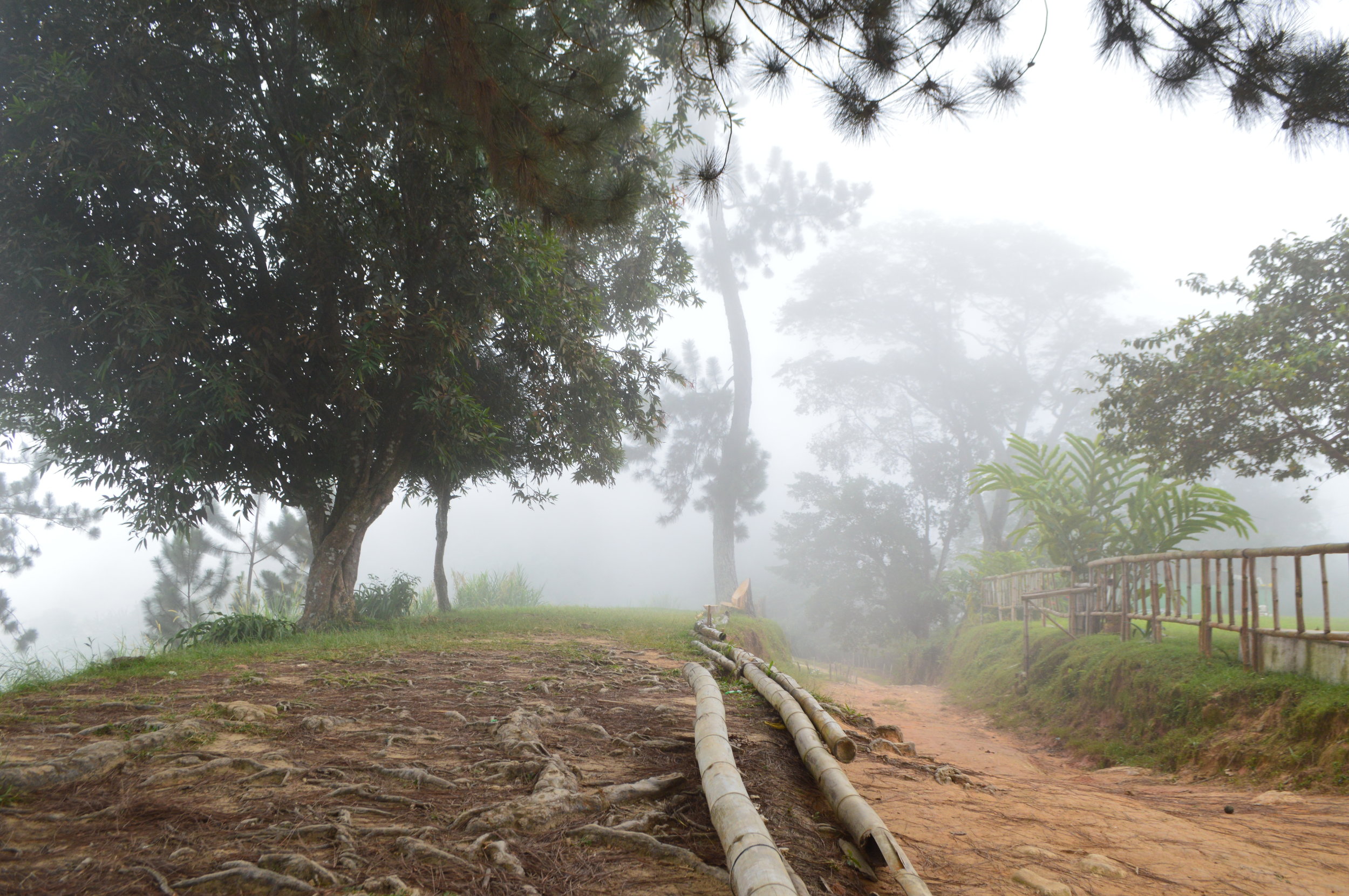  Super foggy and misty at Los Pinos 