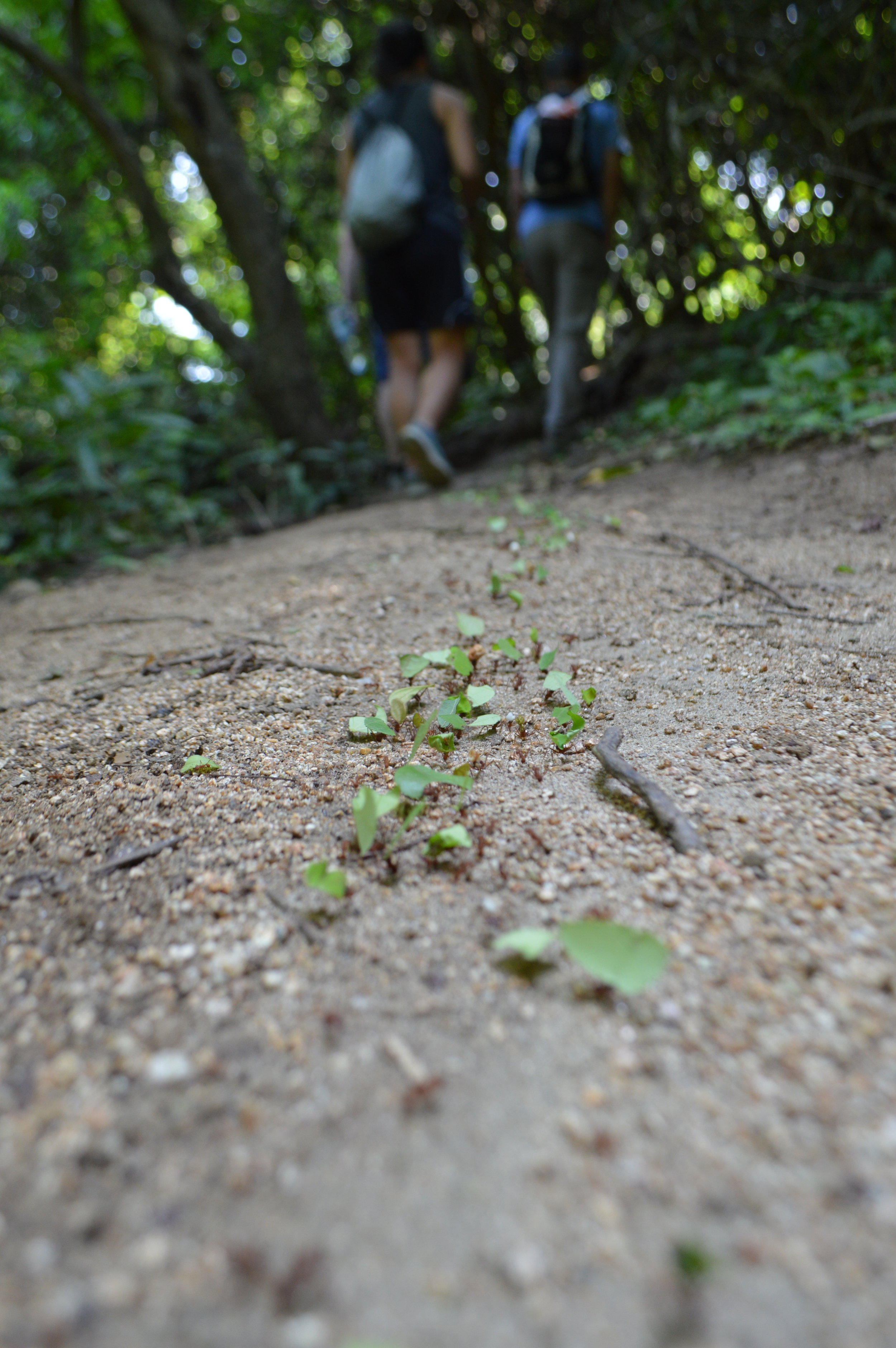  Follow the leaf cutter ants! 