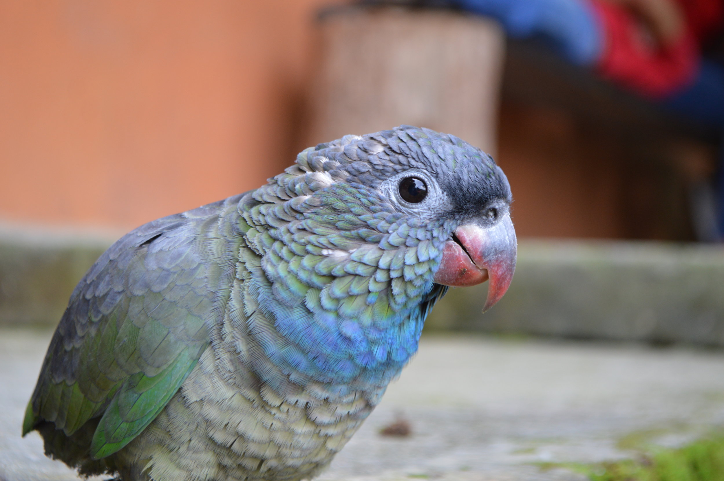 Random bird we spotted munching on some fallen Cheetos 