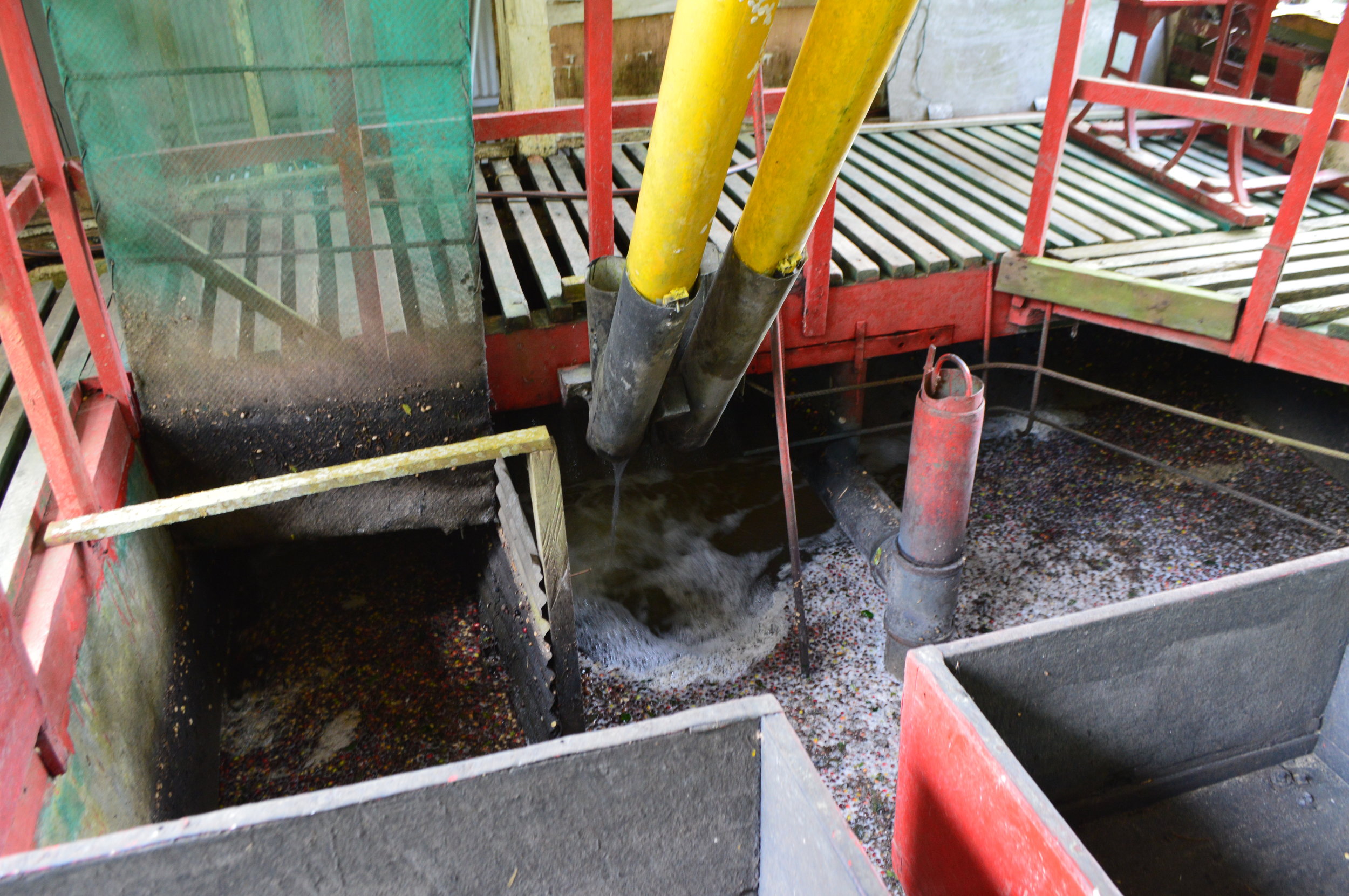  The beans are collected and soaked in this tank 