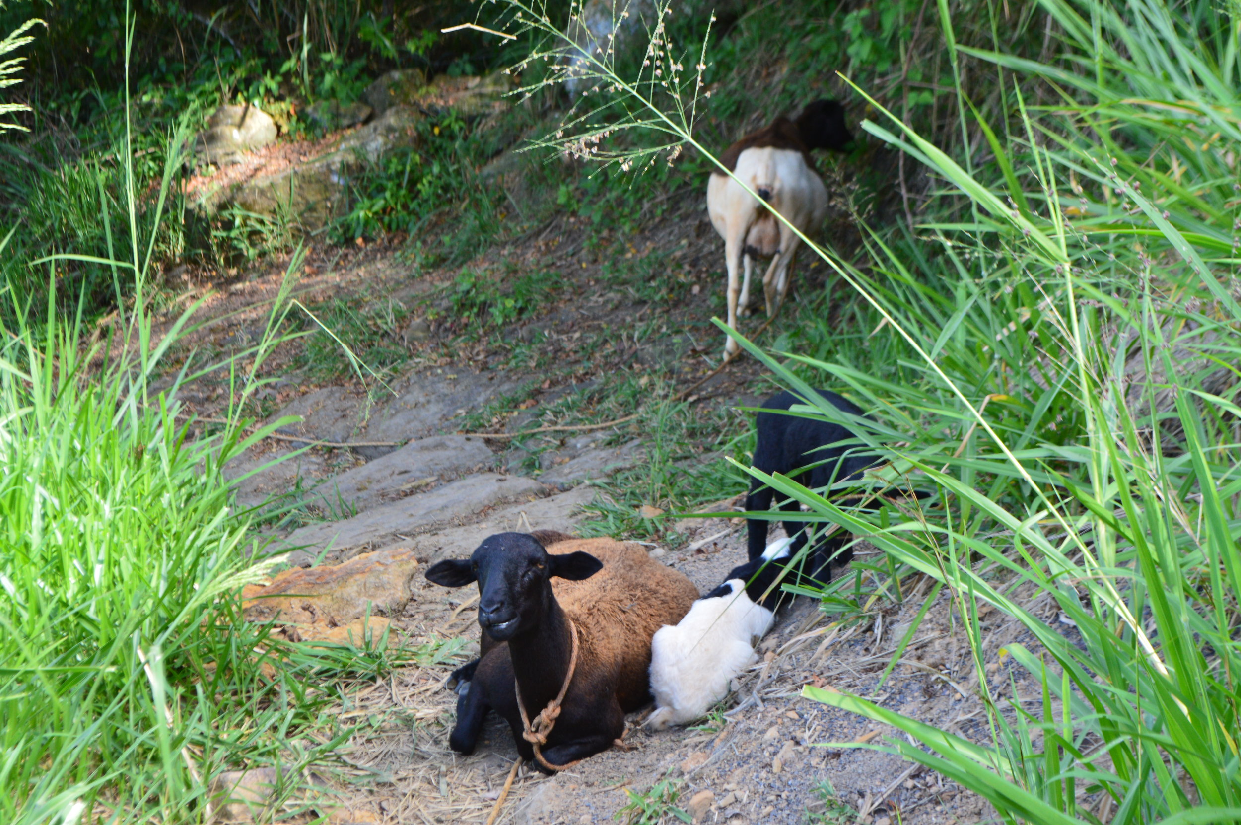  We circumvented the goats that were casually sitting in the middle of the path 
