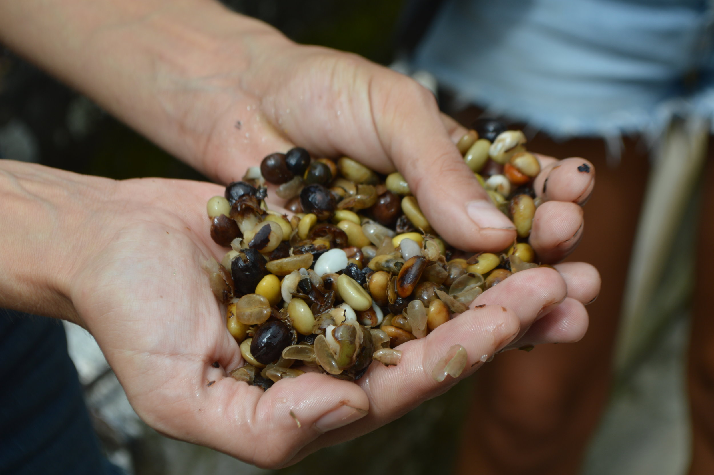  These are lower grade beans, thus, used for “tinto coffee”—which is commonly sold in the streets on carts. 