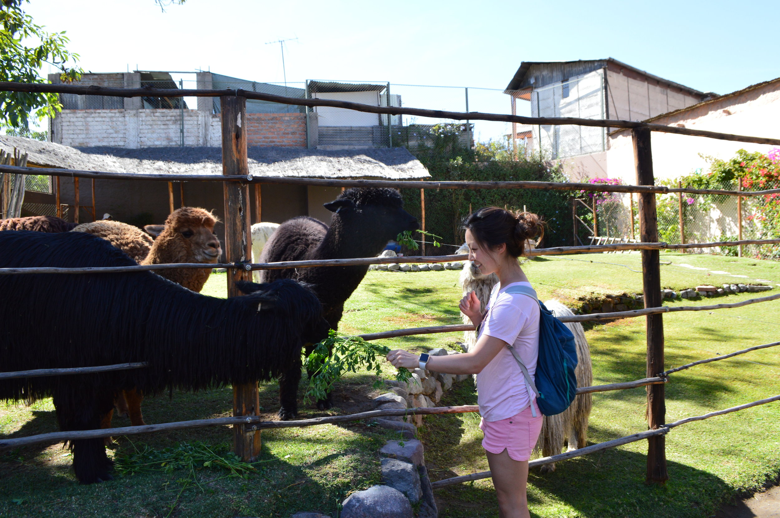 At Mundo Alpaca feeding the llamas and alpacas