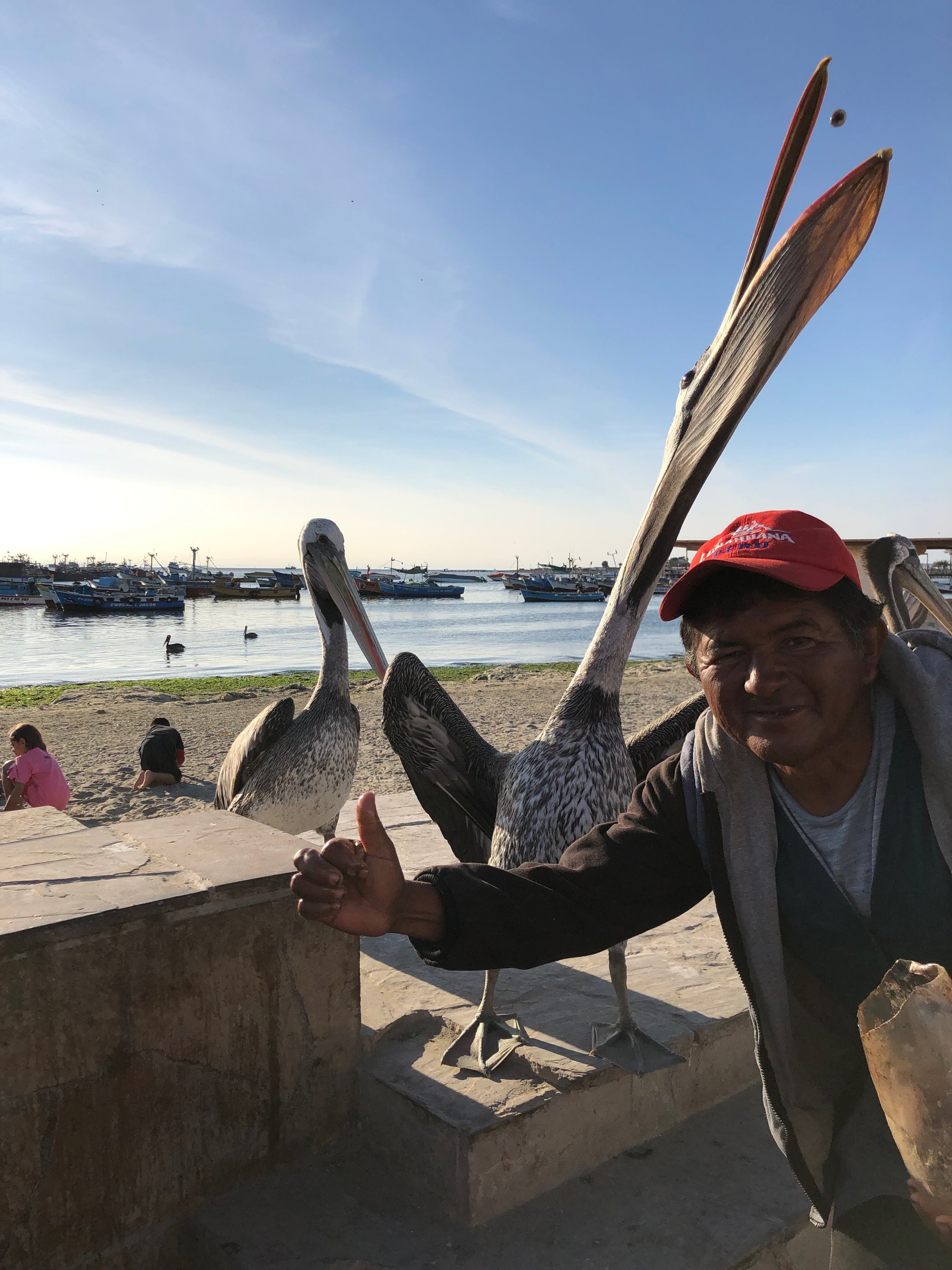 Man feeding pelicans to entertain tourists and solicit money for taking photos
