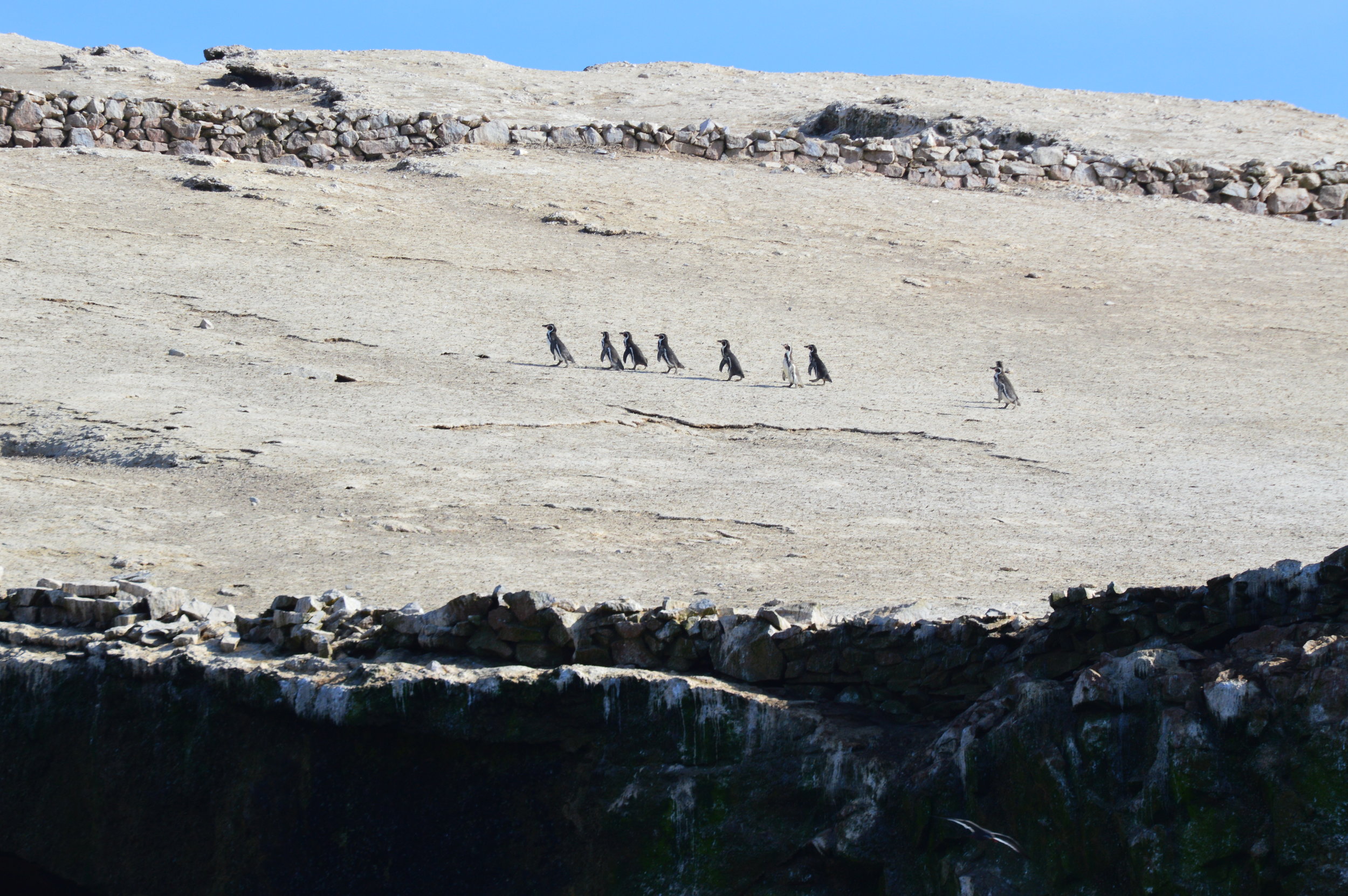 Humboldt penguins—the only penguin native to Peru