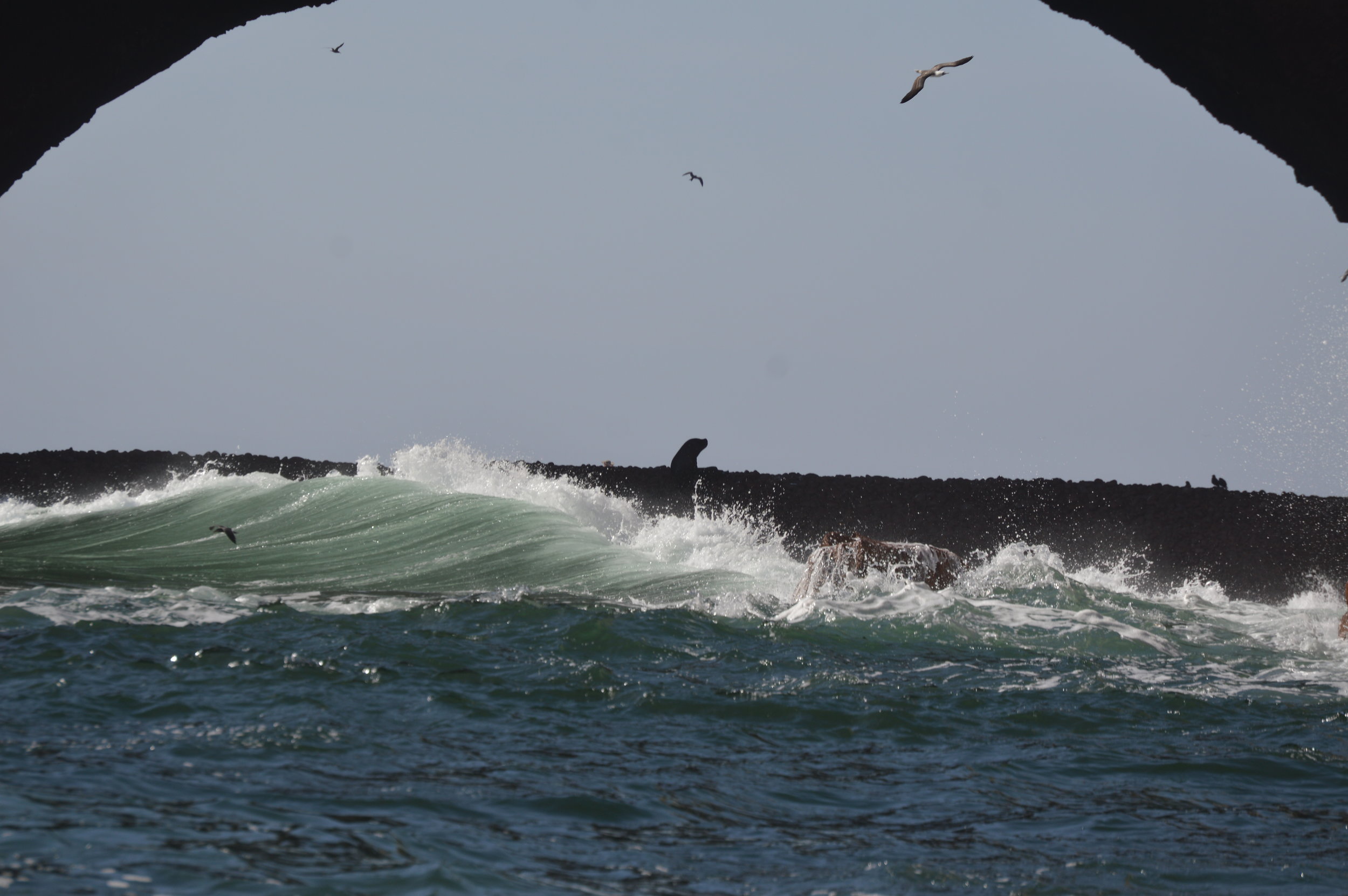 Sea lion resting ashore under a cave opening