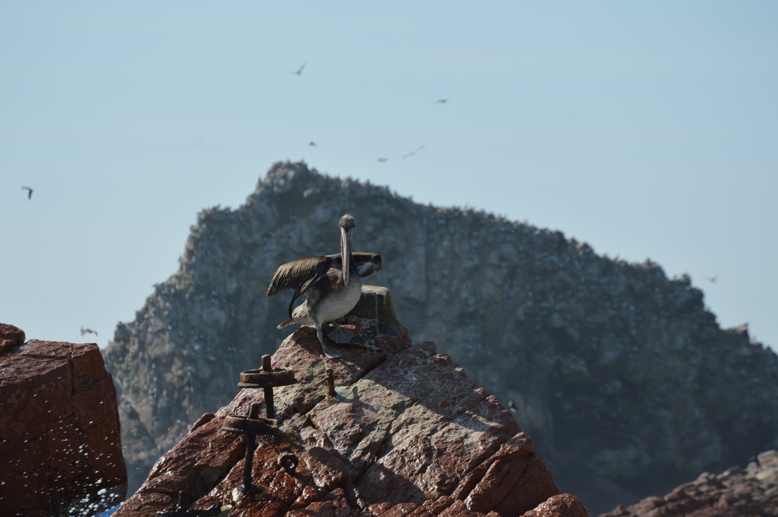 Pelican scouting out its next meal