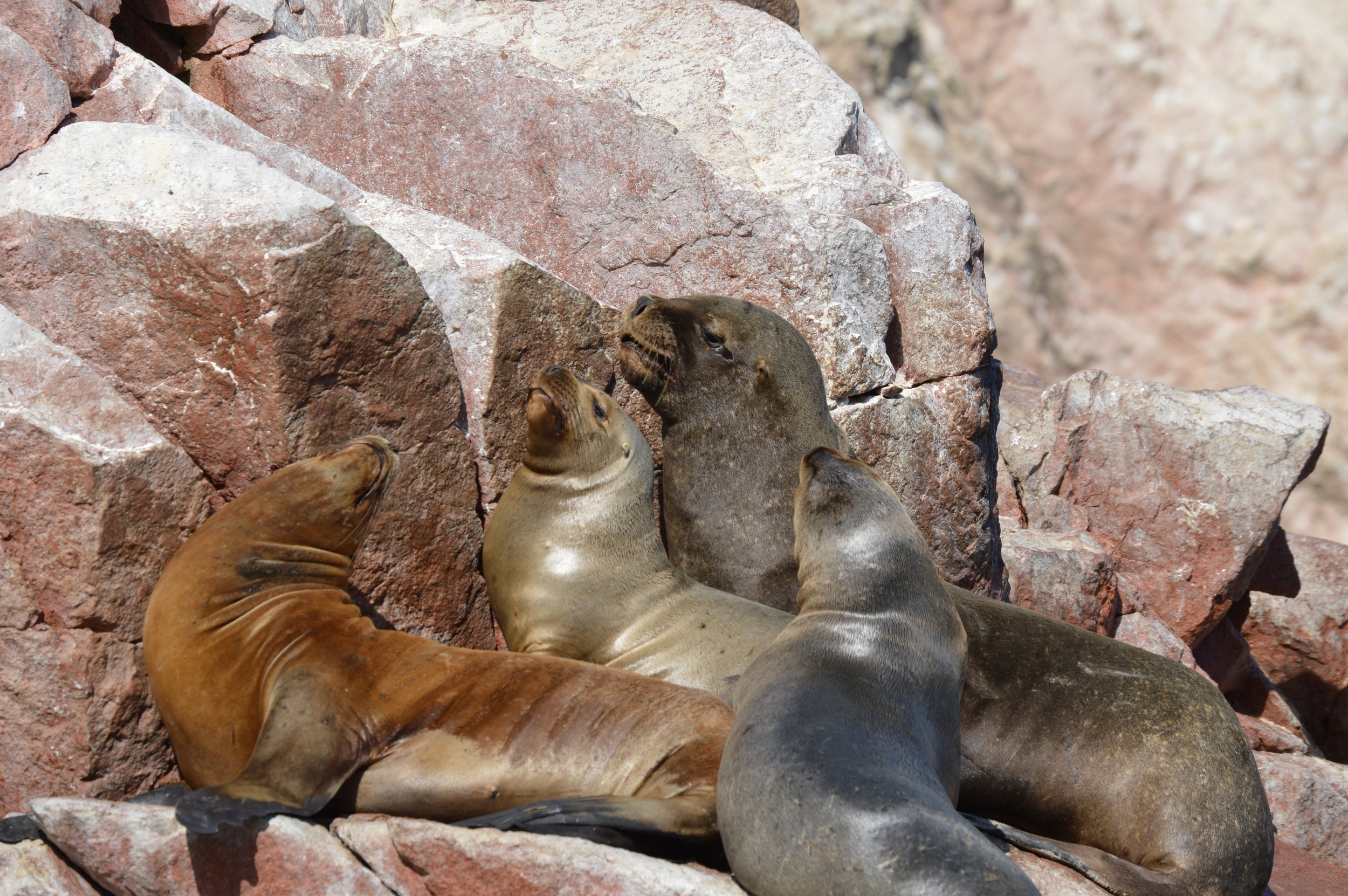 Sea lions sunbathing