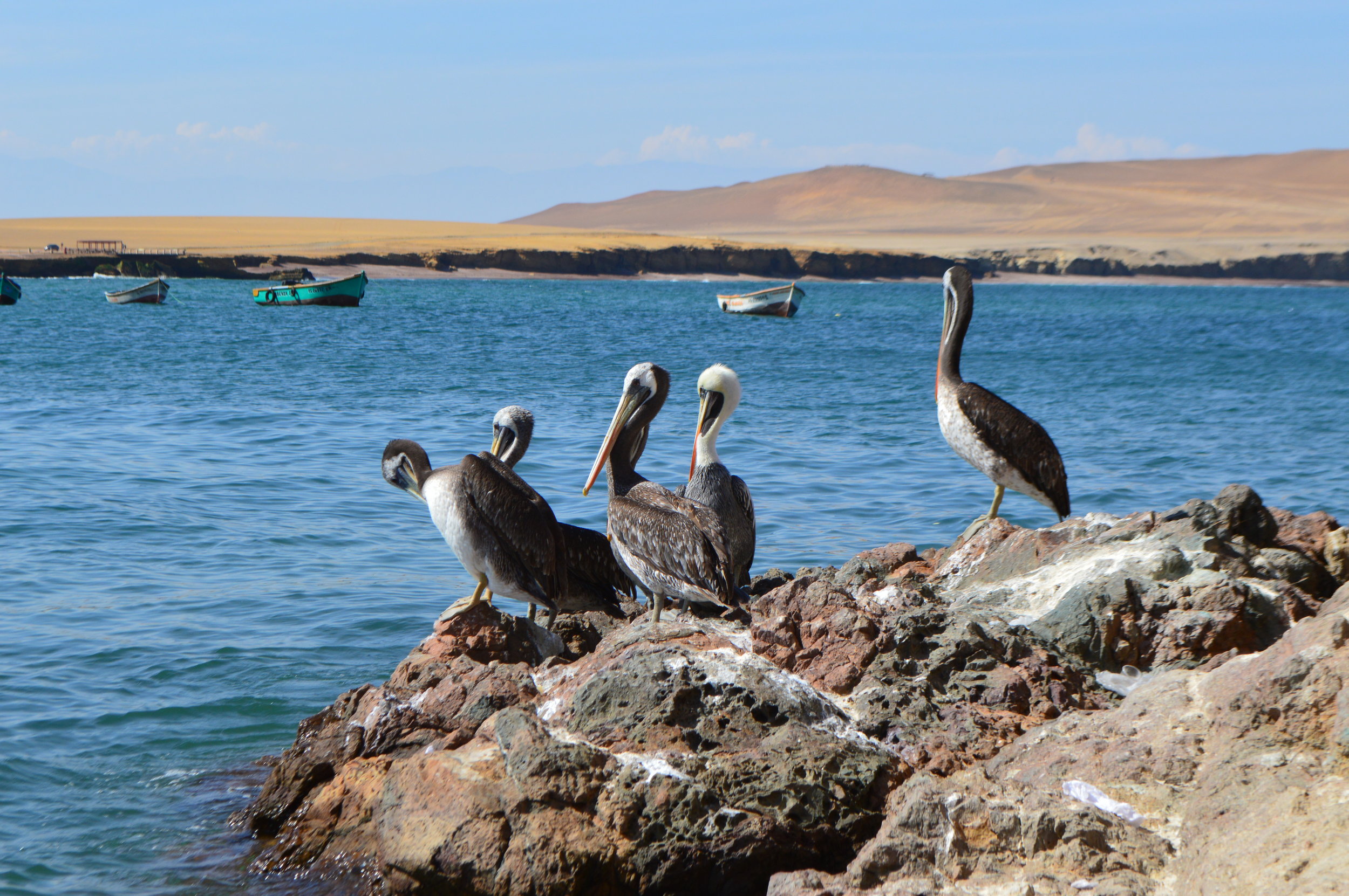 Pelicans perched on rocks outside the restaurant