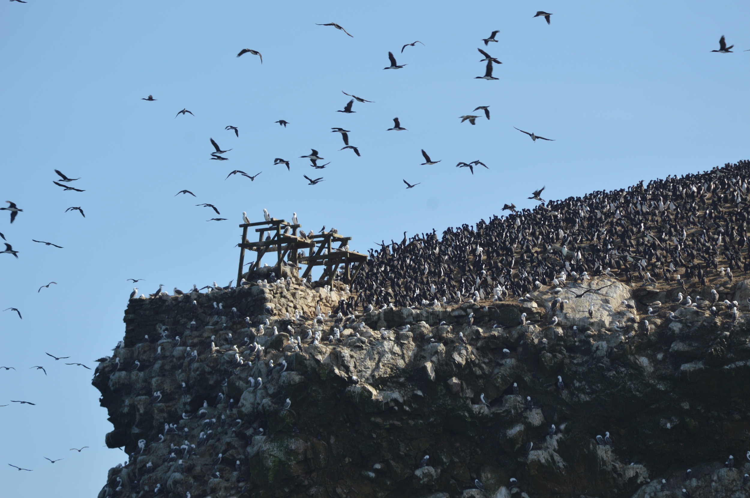 Millions of birds on this large rock