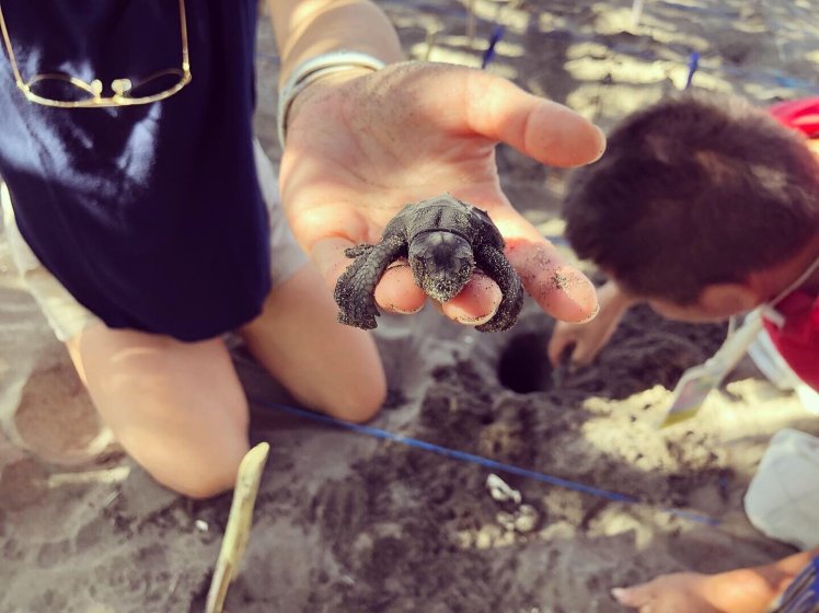  Baby Olive Ridley turtle 