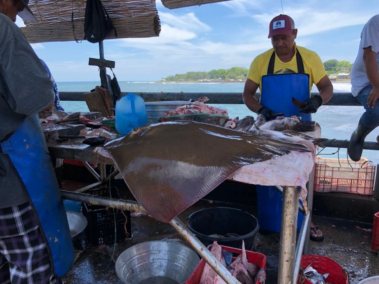  Fishermen cleaning fish and rays 